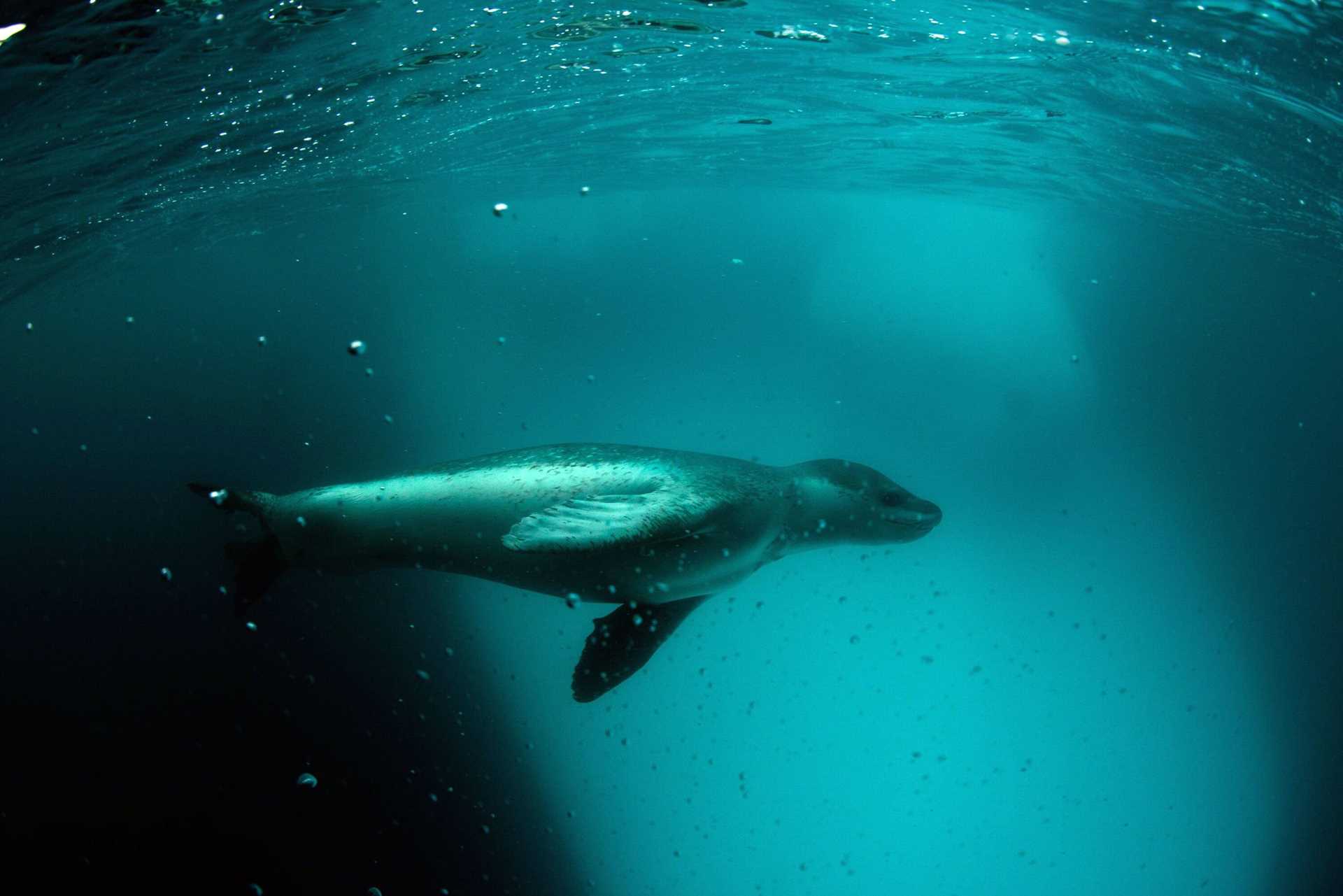 a leopard seal under water