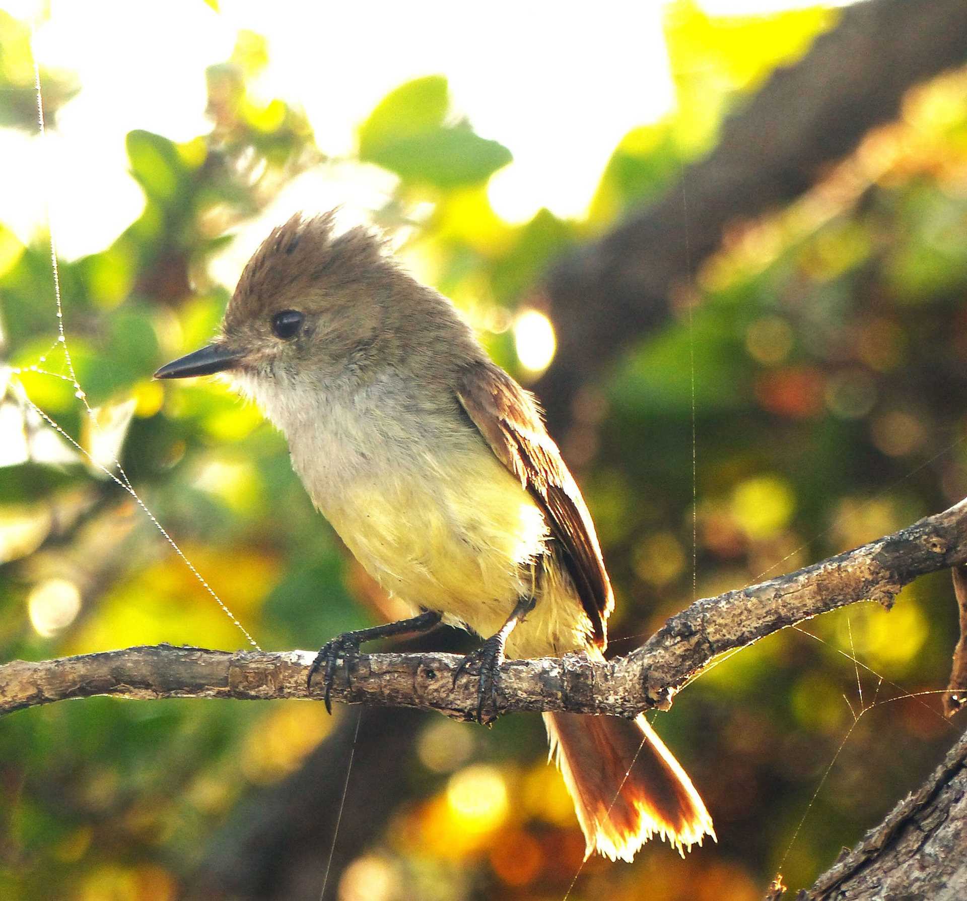 galapagos flycatcher