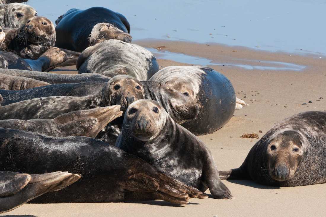 Gray seals on Cape Cod beach.jpg