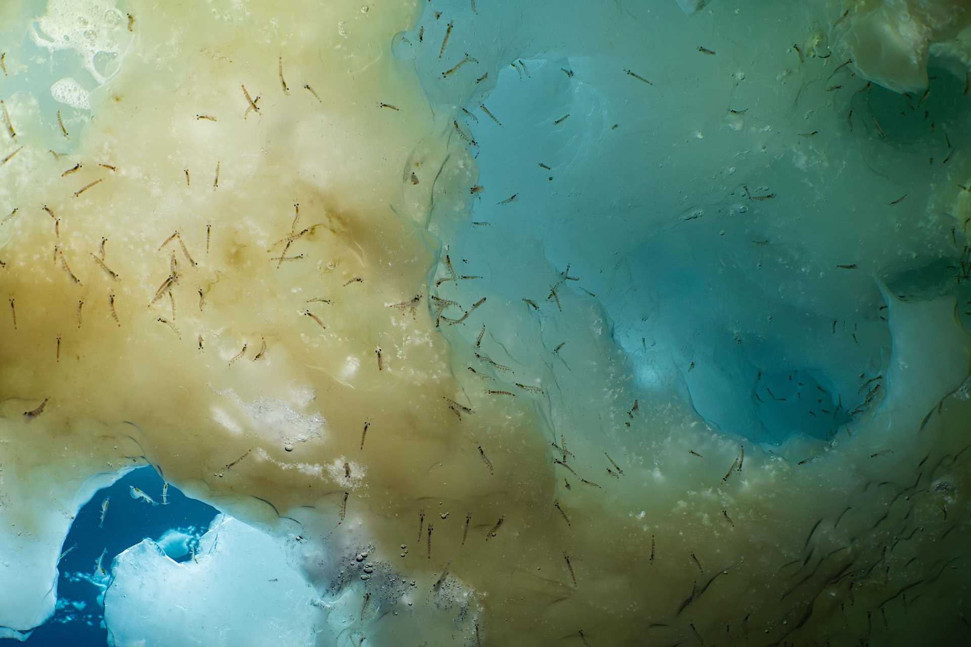 krill viewed from below