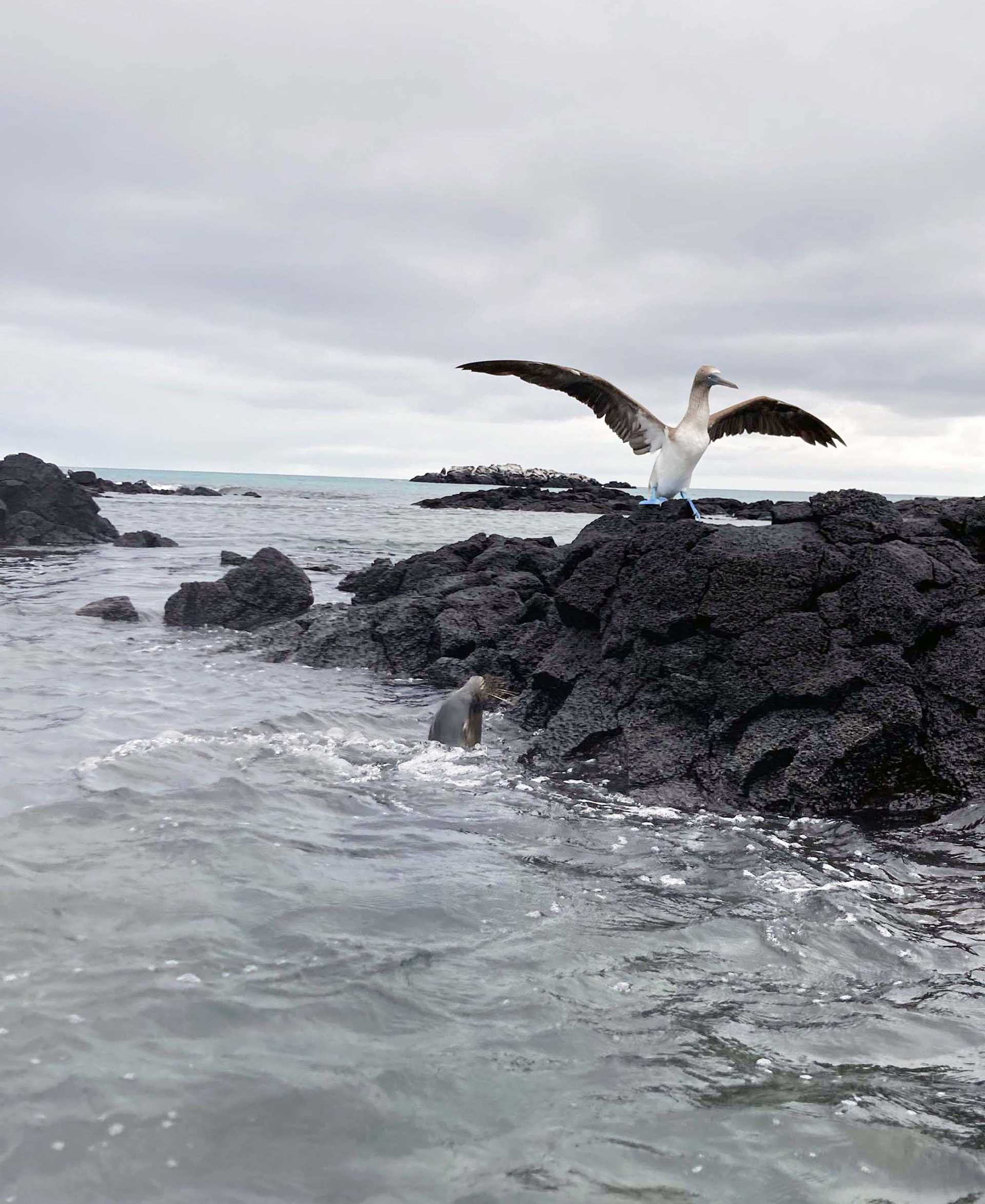 blue-footed booby flying away from a sea lion