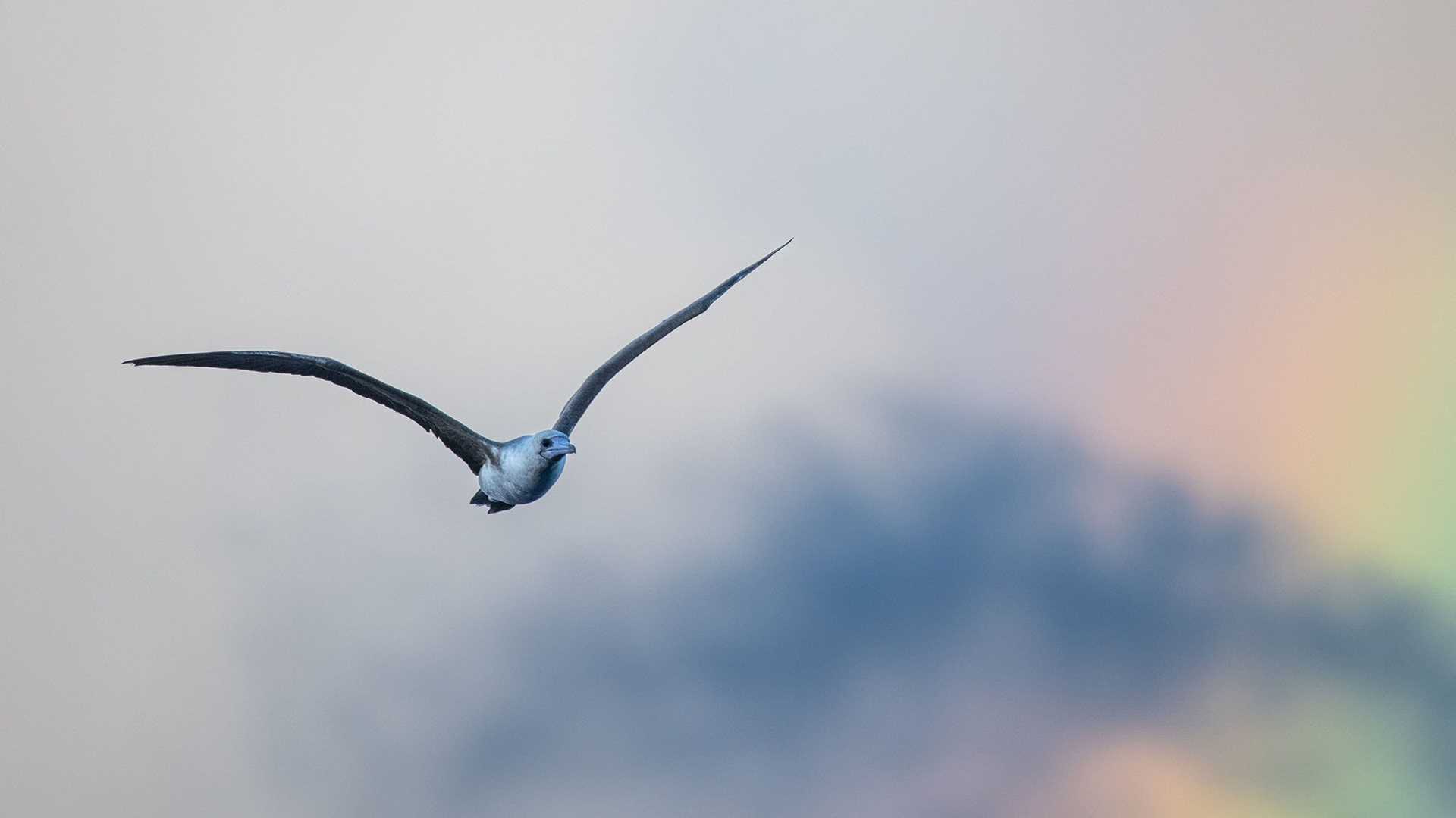 booby in flight against a colorful sky