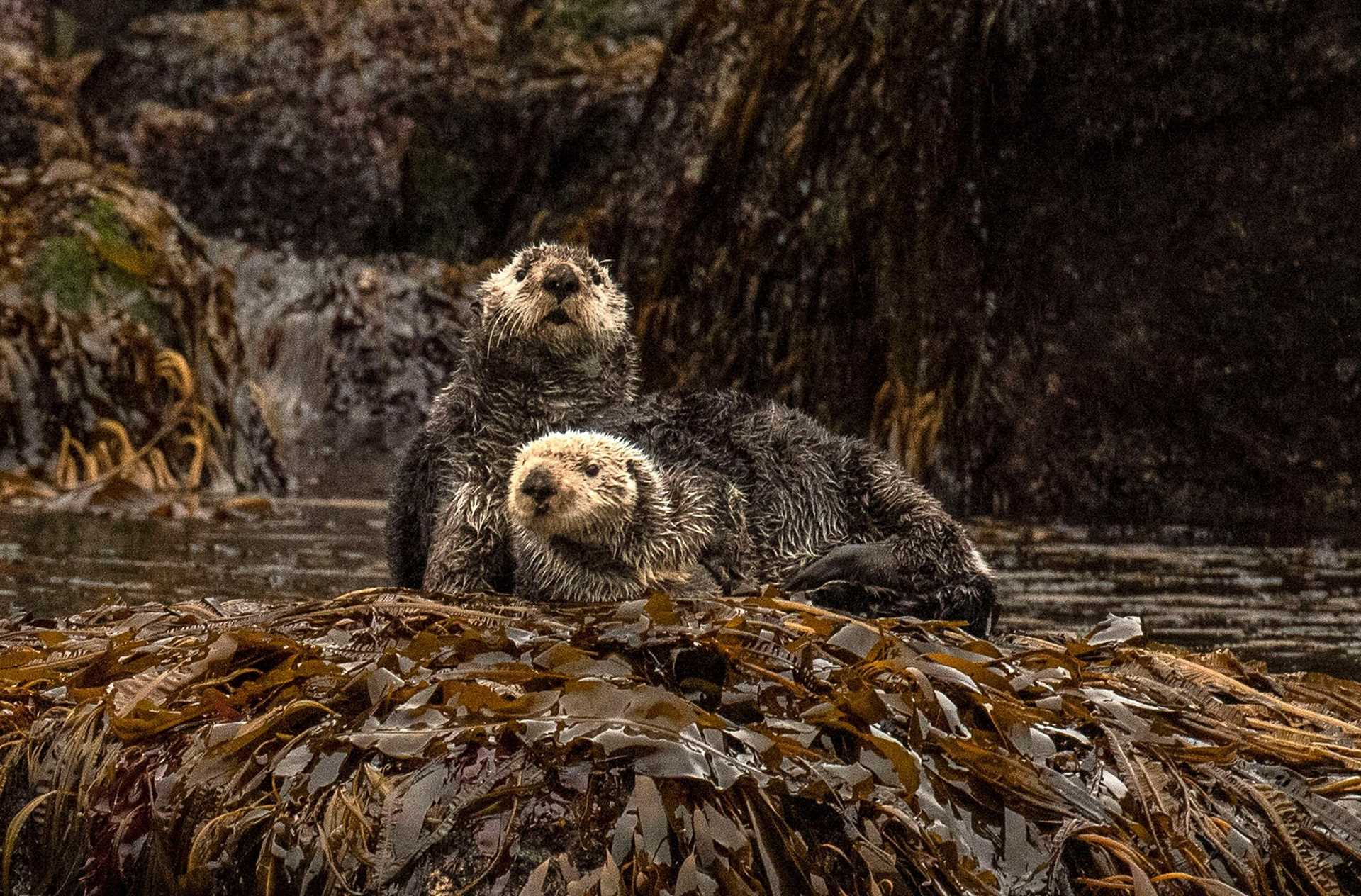 otters