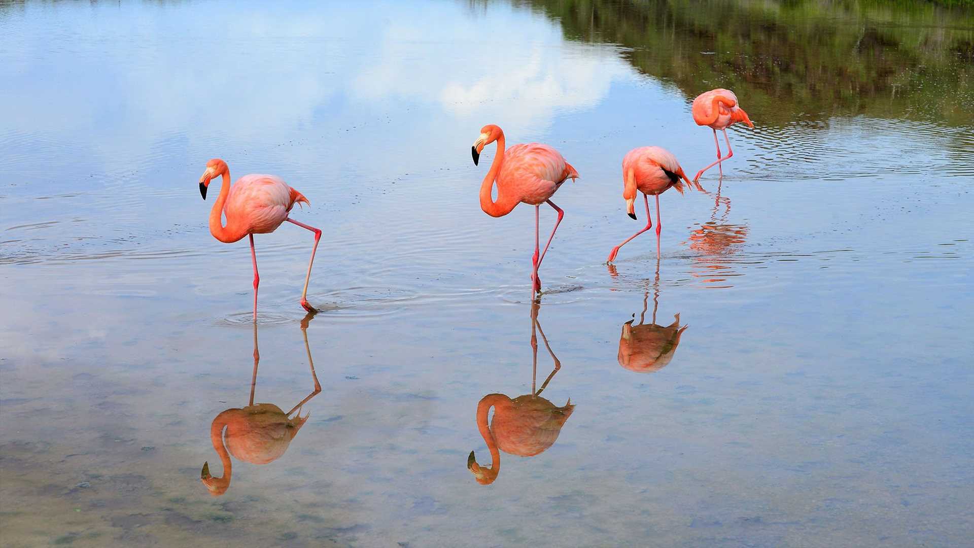 four pink flamingos standing in a line