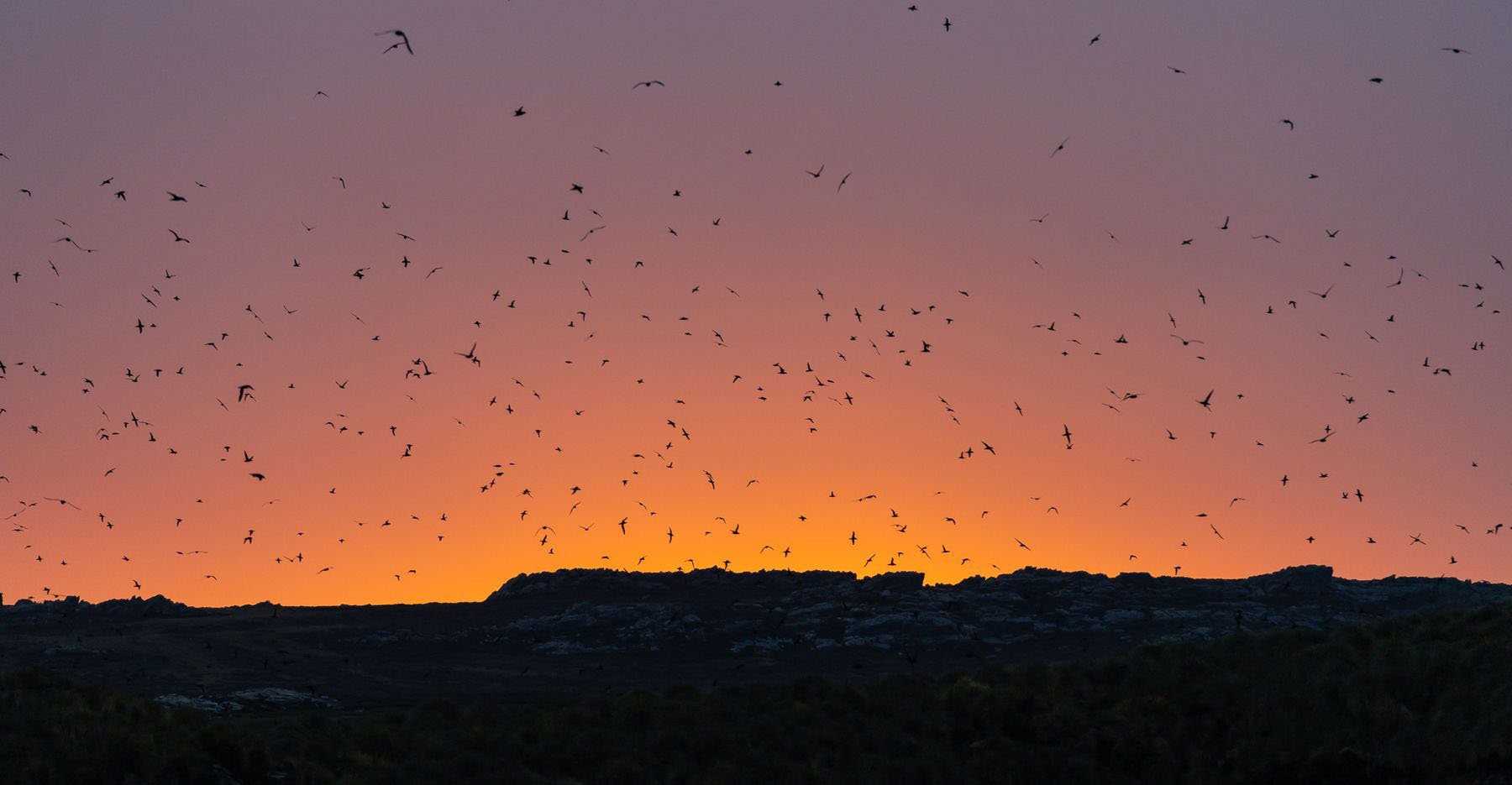 sunset over cliffs with birds