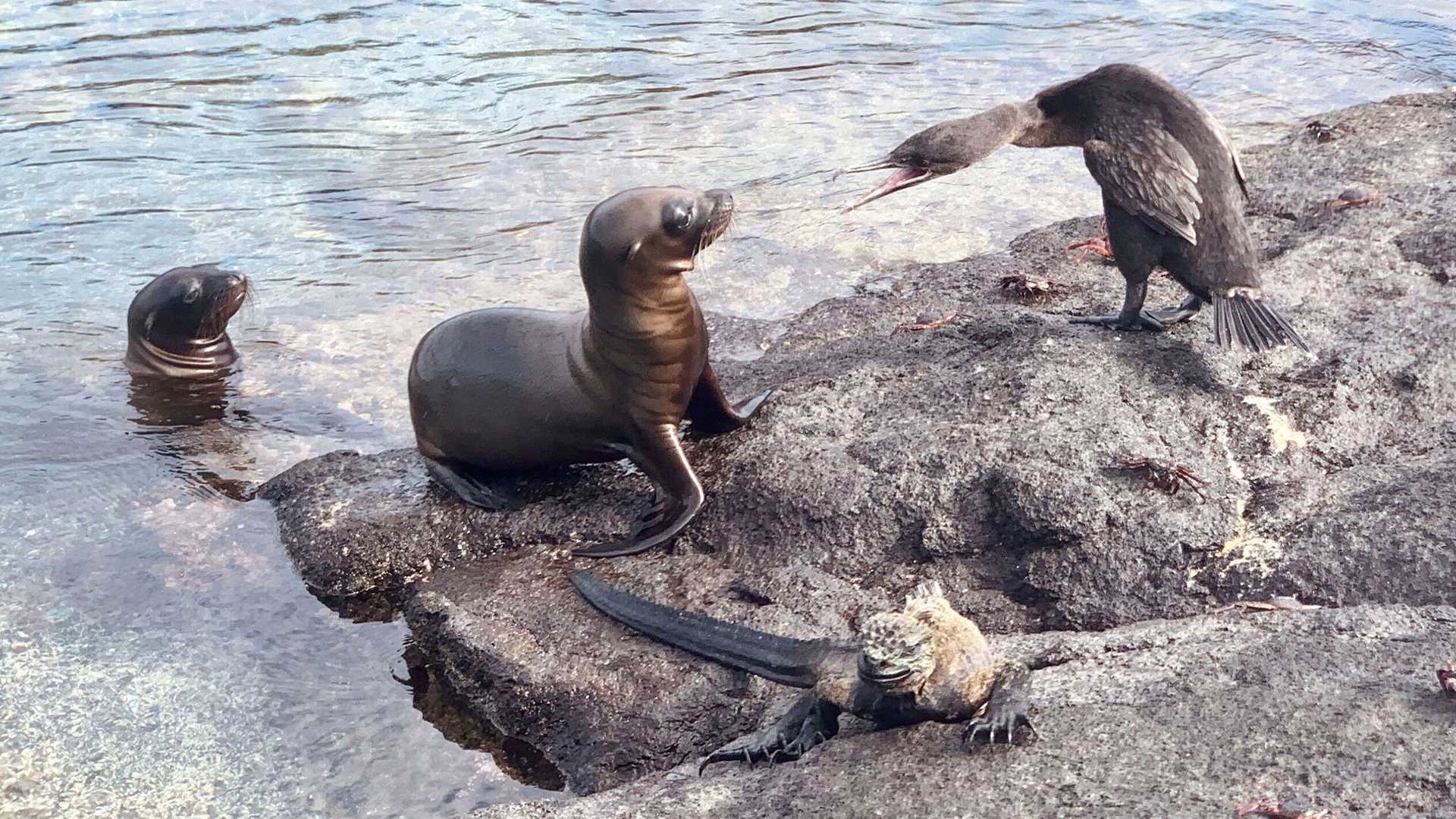 cormorant, sea lion, and marine iguana