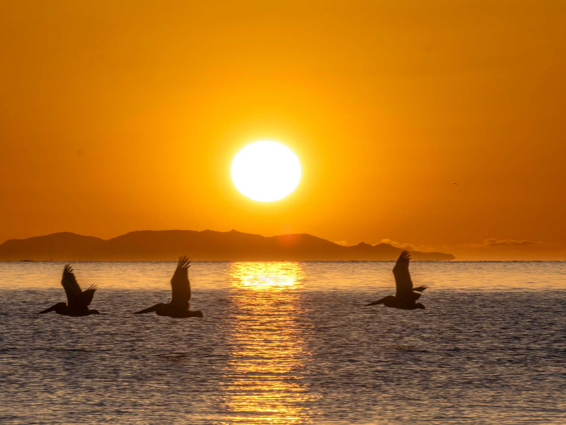 three pelicans in front of an orange sunset