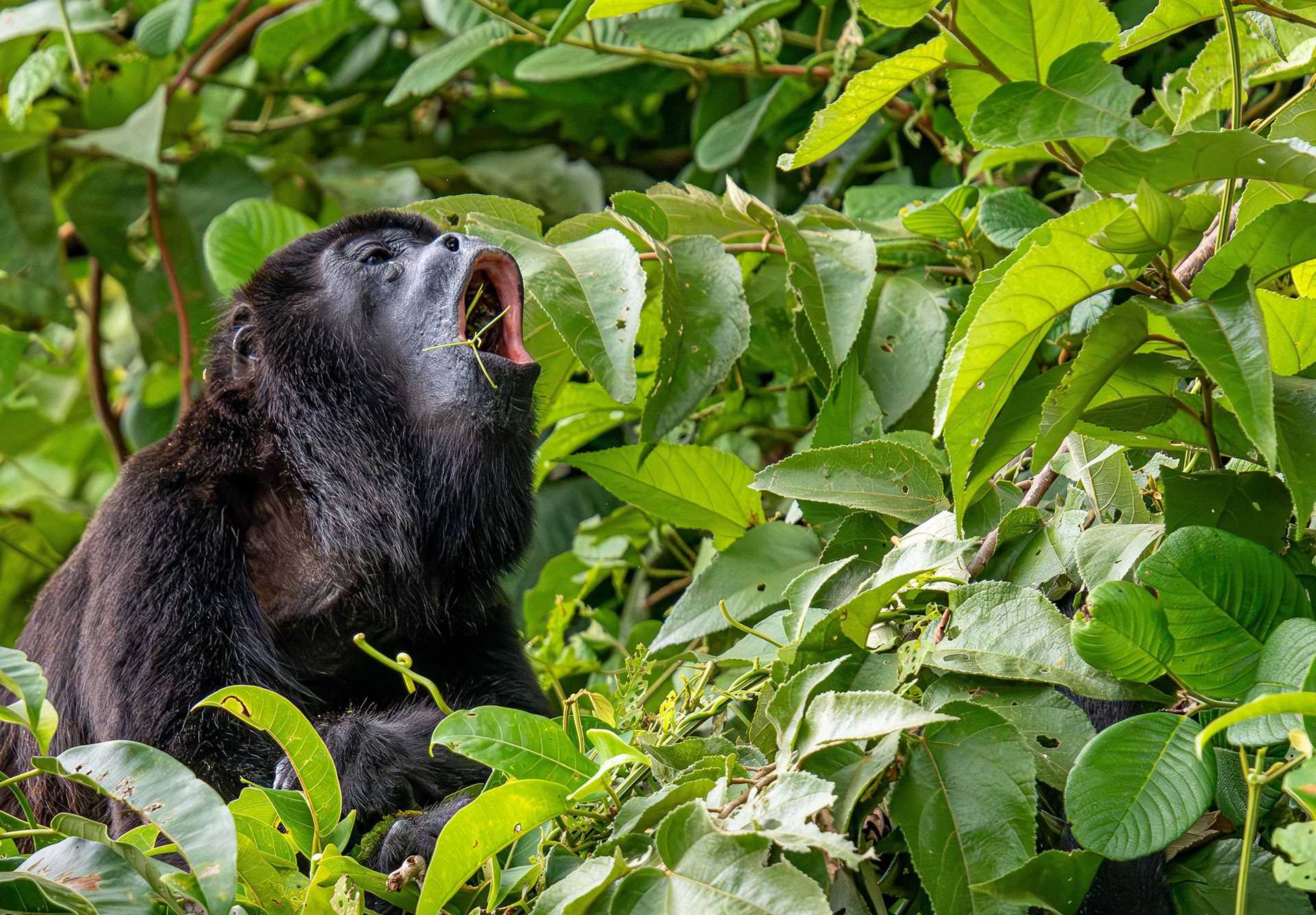 howler monkey