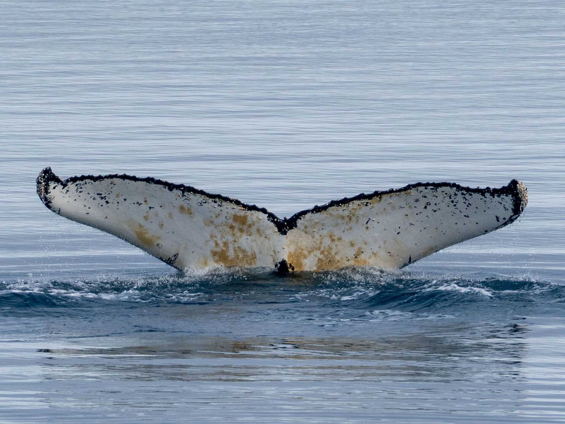 whale fluke