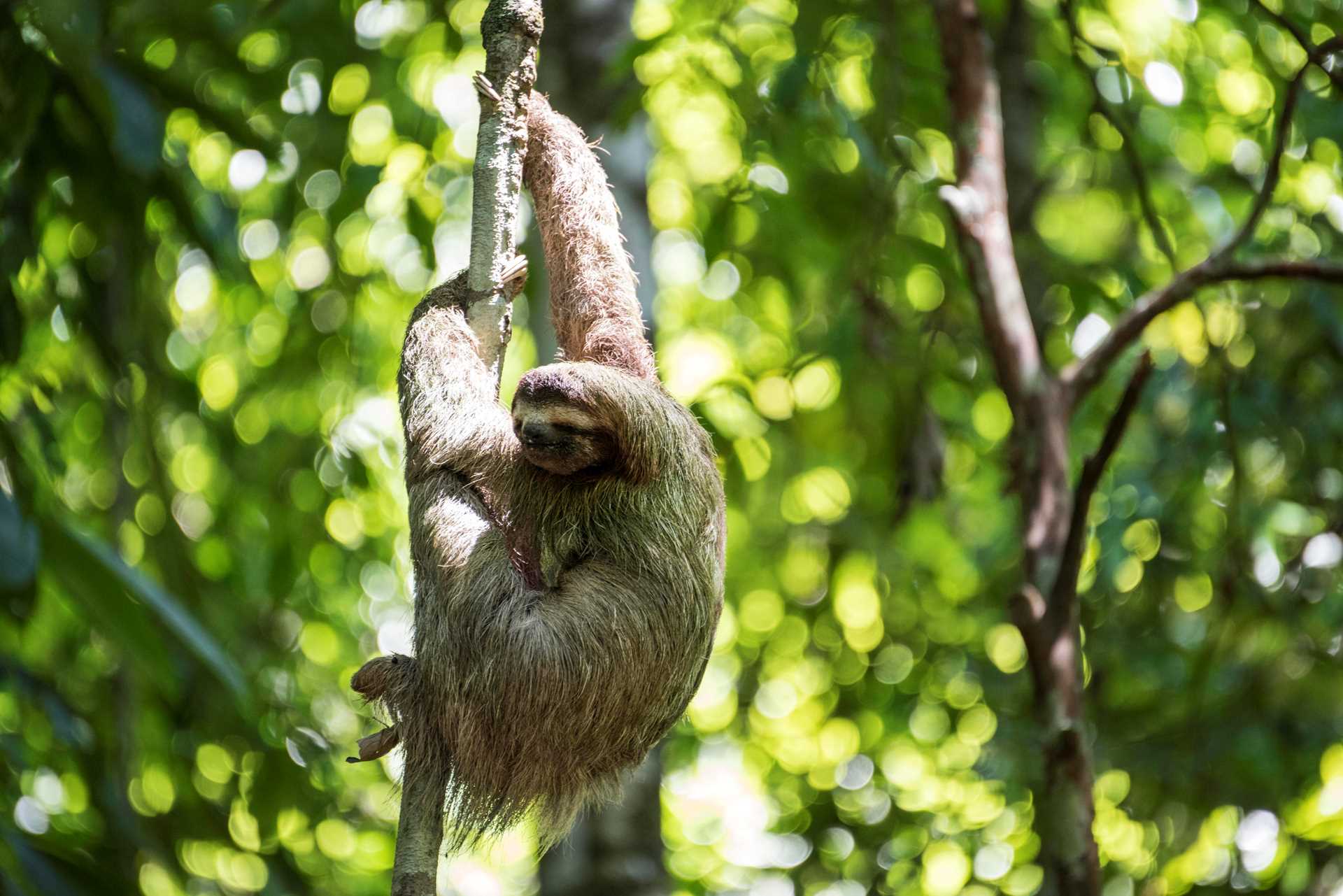 Sloth in Costa Rica Rainforest.jpg