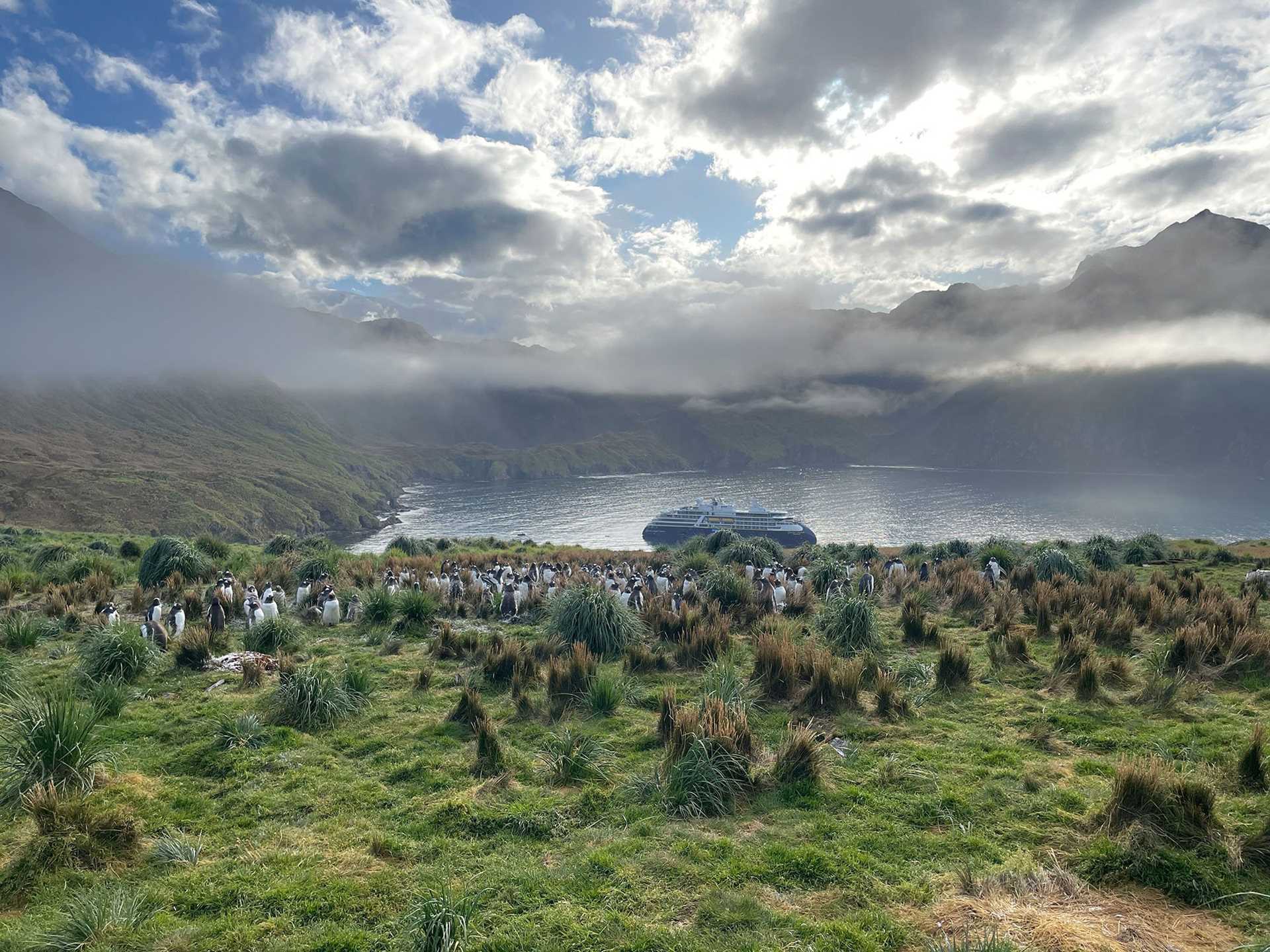 penguins on a grassy plain with a ship in the distance