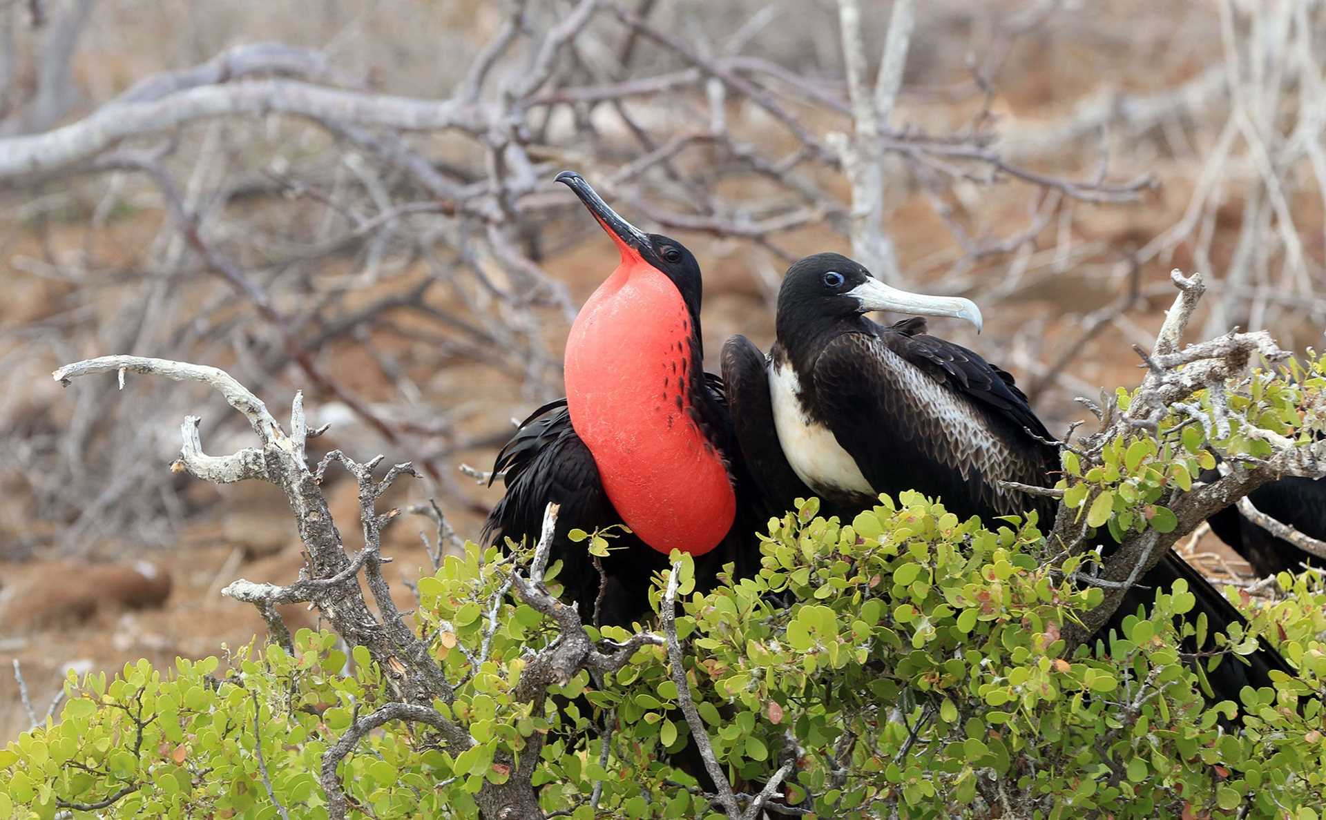 male and female frigatebird