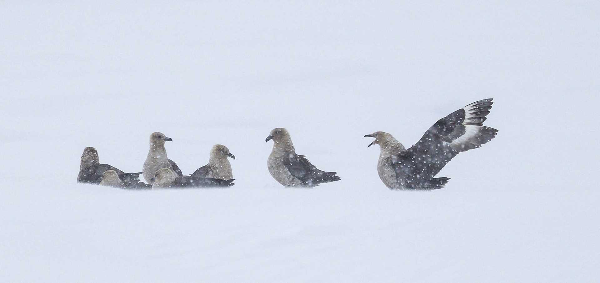 five brown birds in the snow