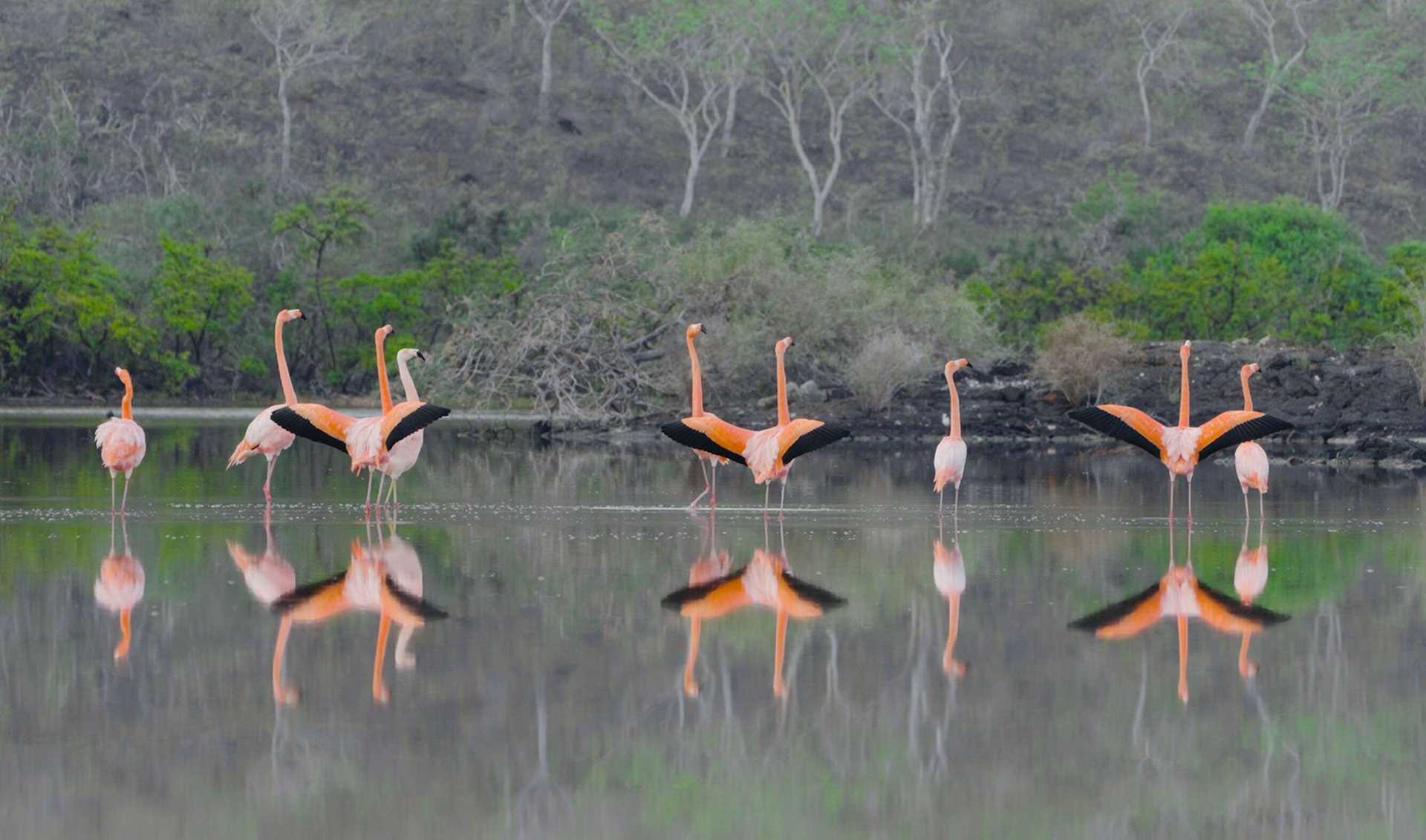 flamingos in a brackish lagoon