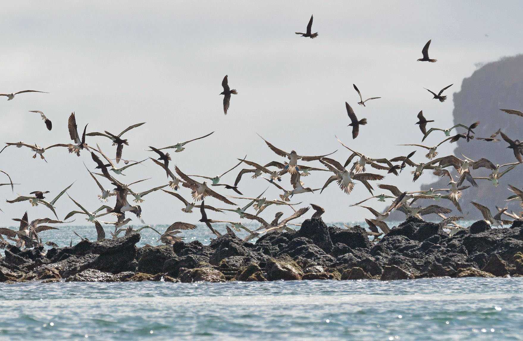 blue-footed boobies