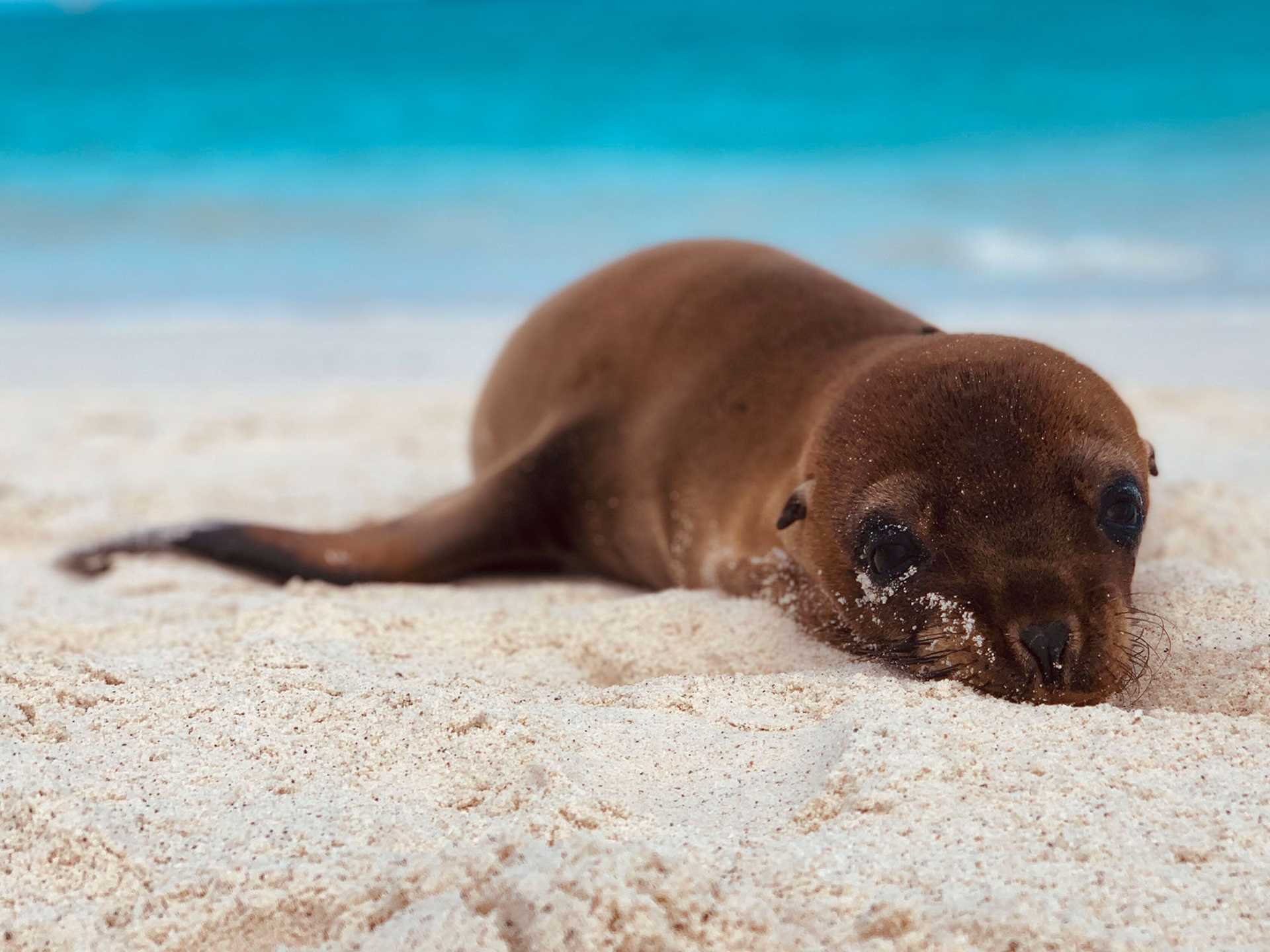 baby sea lion on white sand
