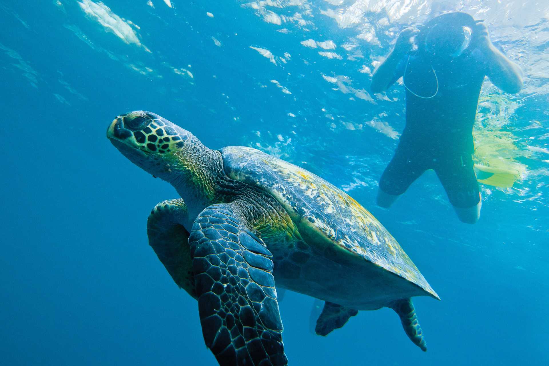 A Galápagos sea turtle swims underwater while an underwater special swims above and takes a photo.