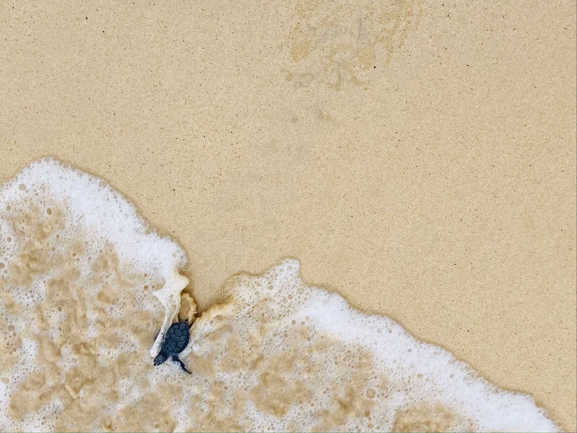 sea turtle on a beach