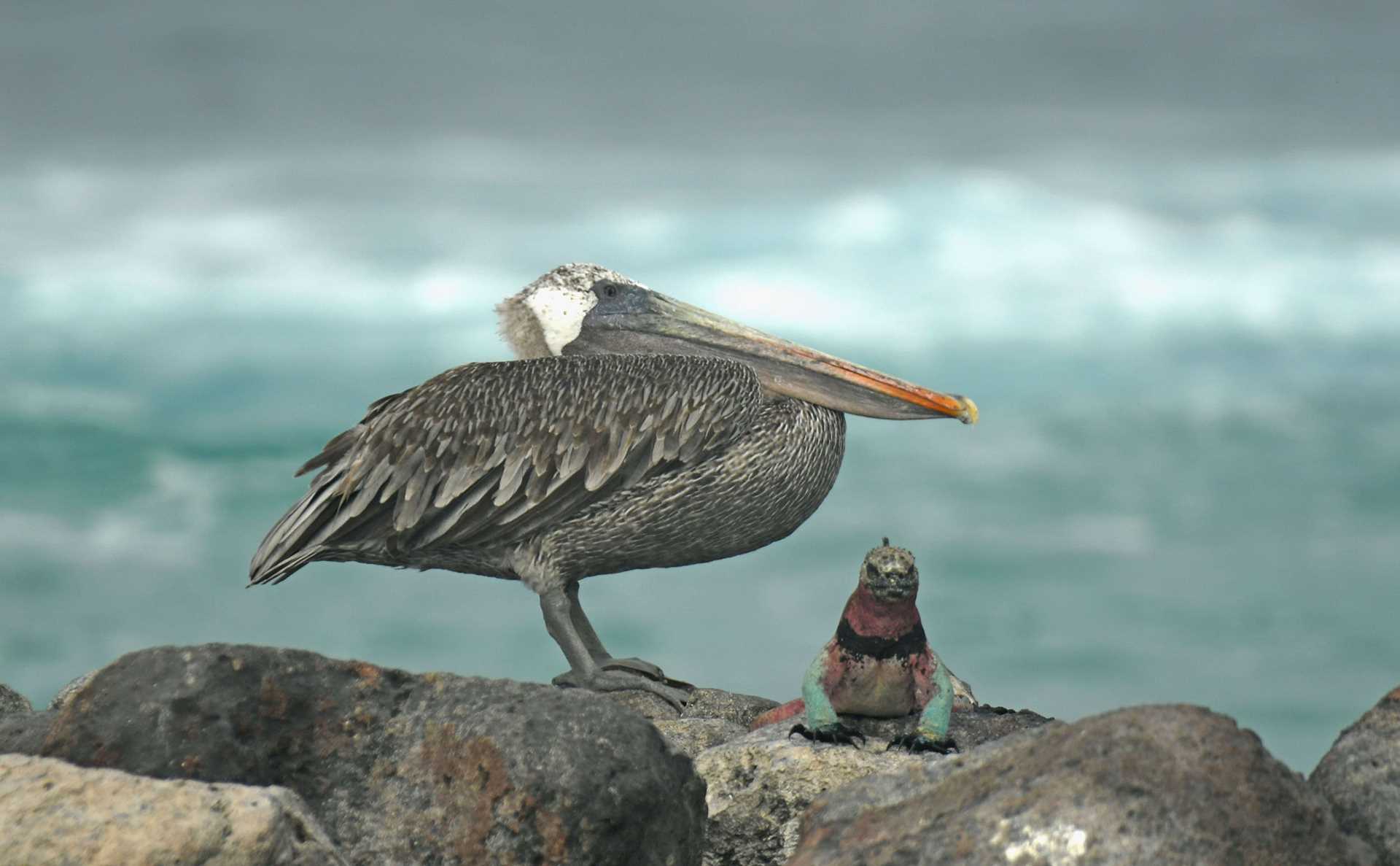 pelican and iguana