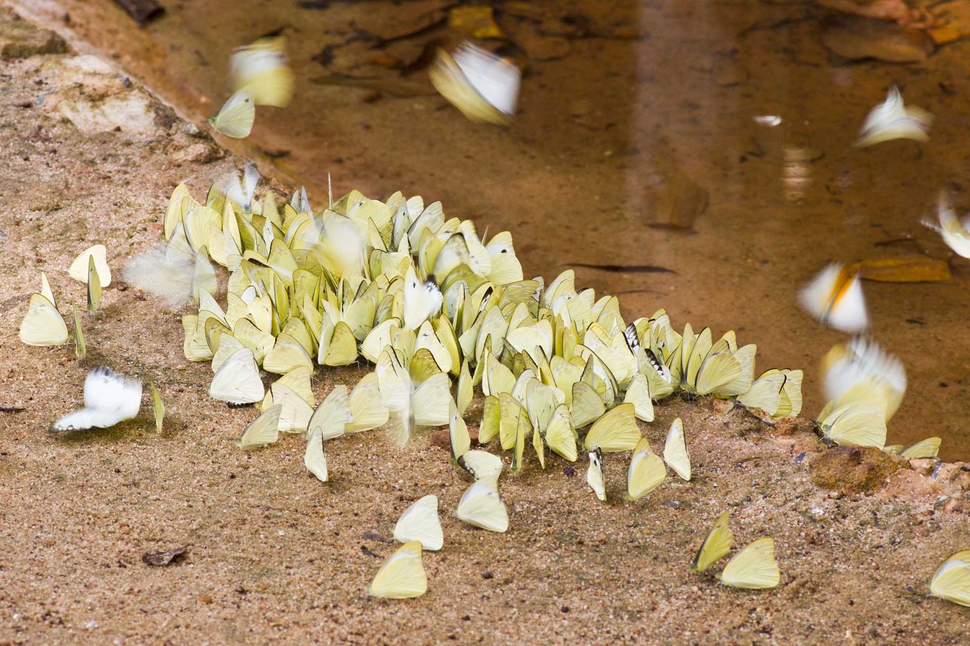 Butterflies in the Amazon.jpg