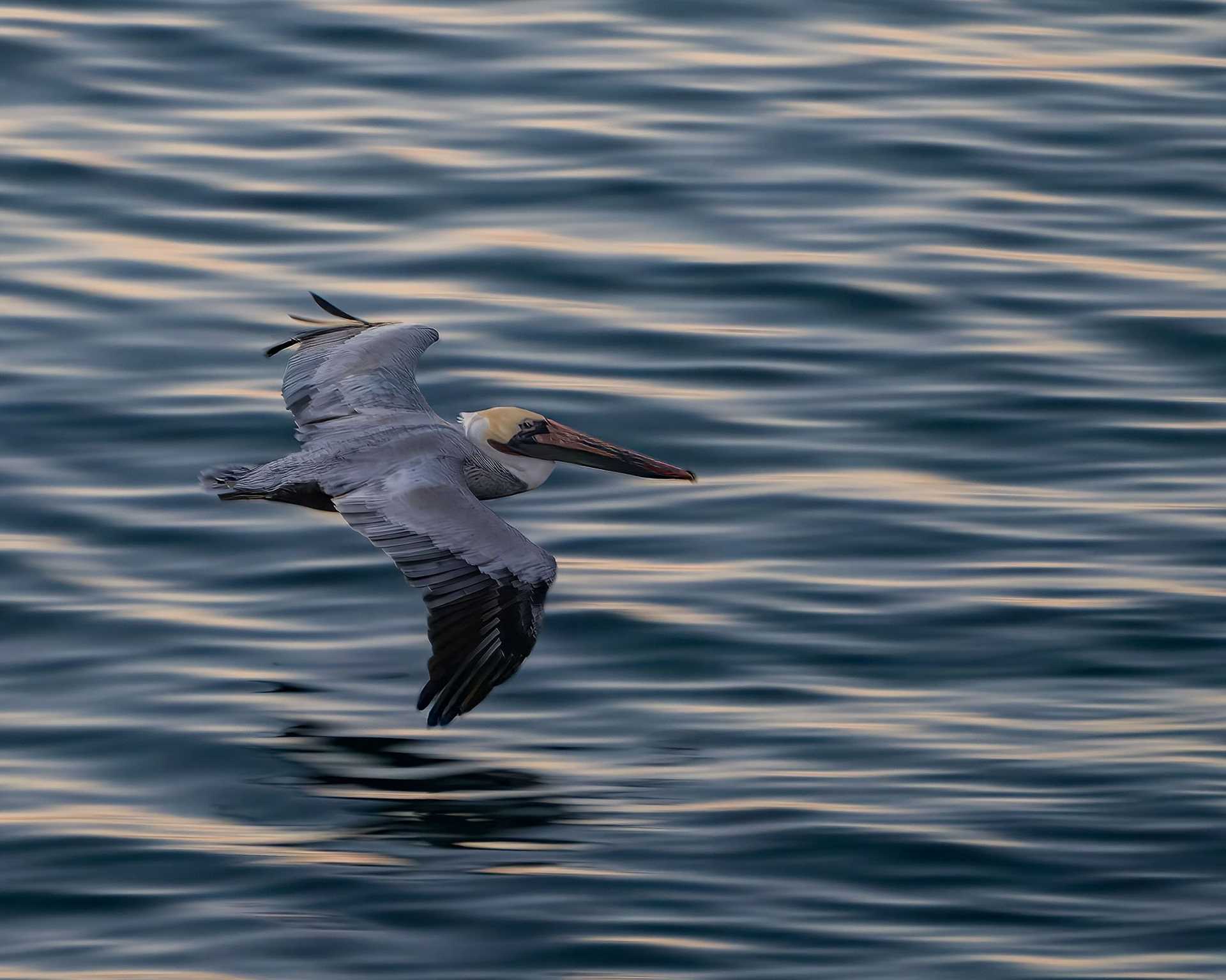 brown pelican