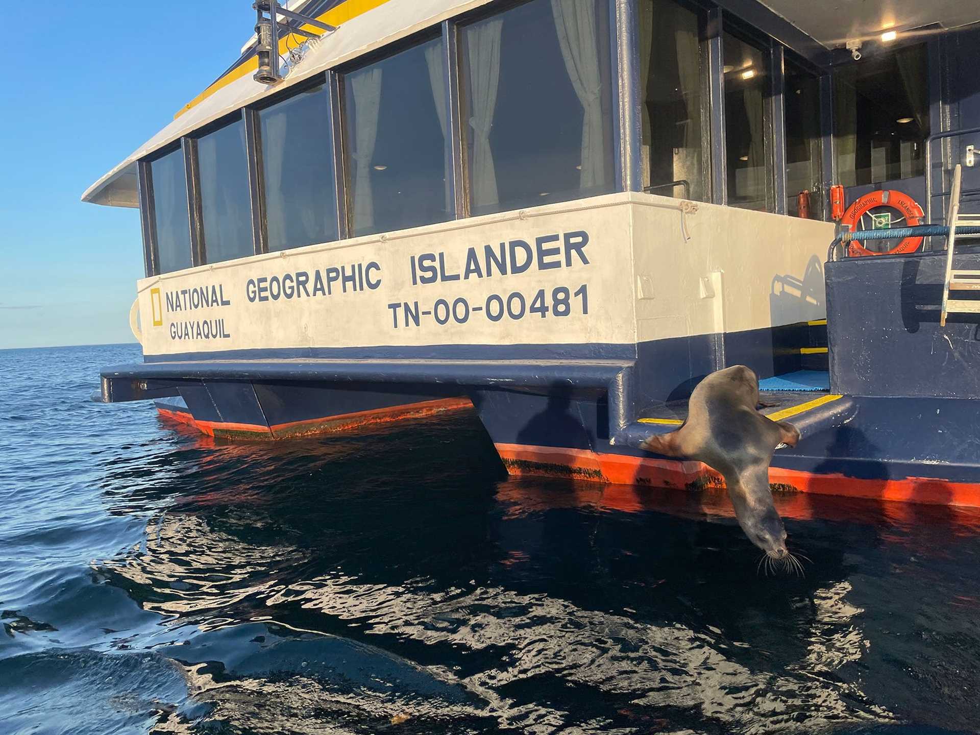 sea lion riding on the back of a ship