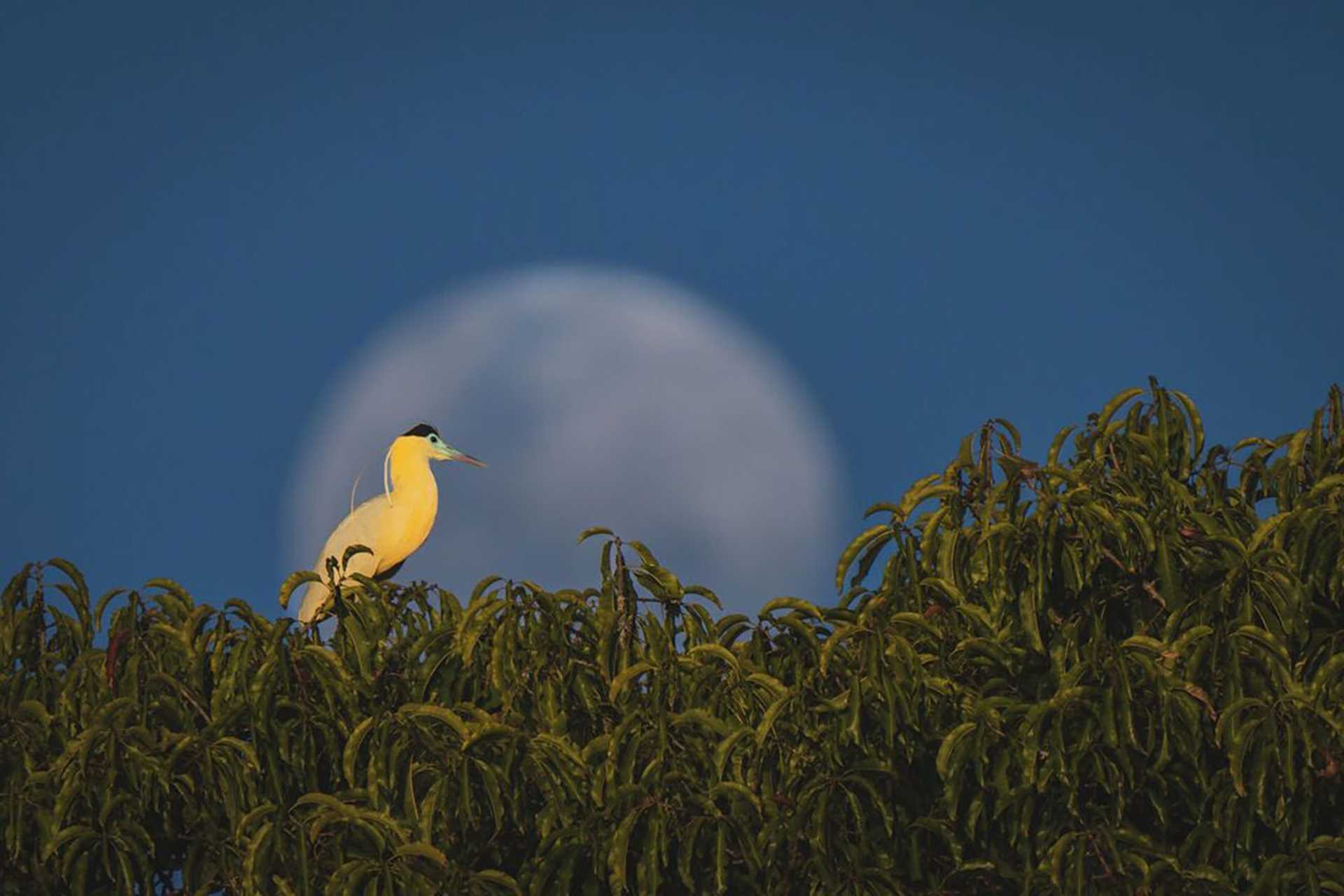 capped heron in front of full moon
