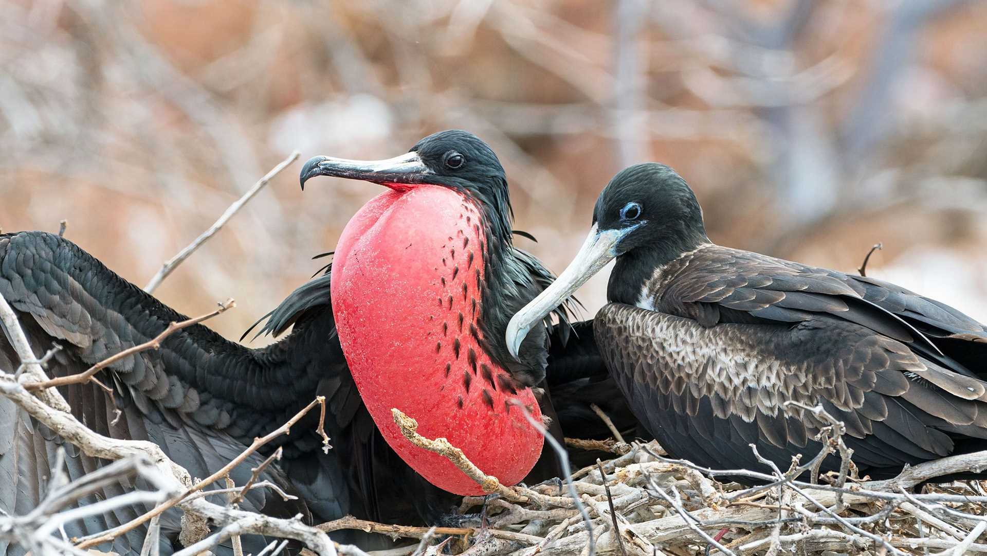 two frigatebirds