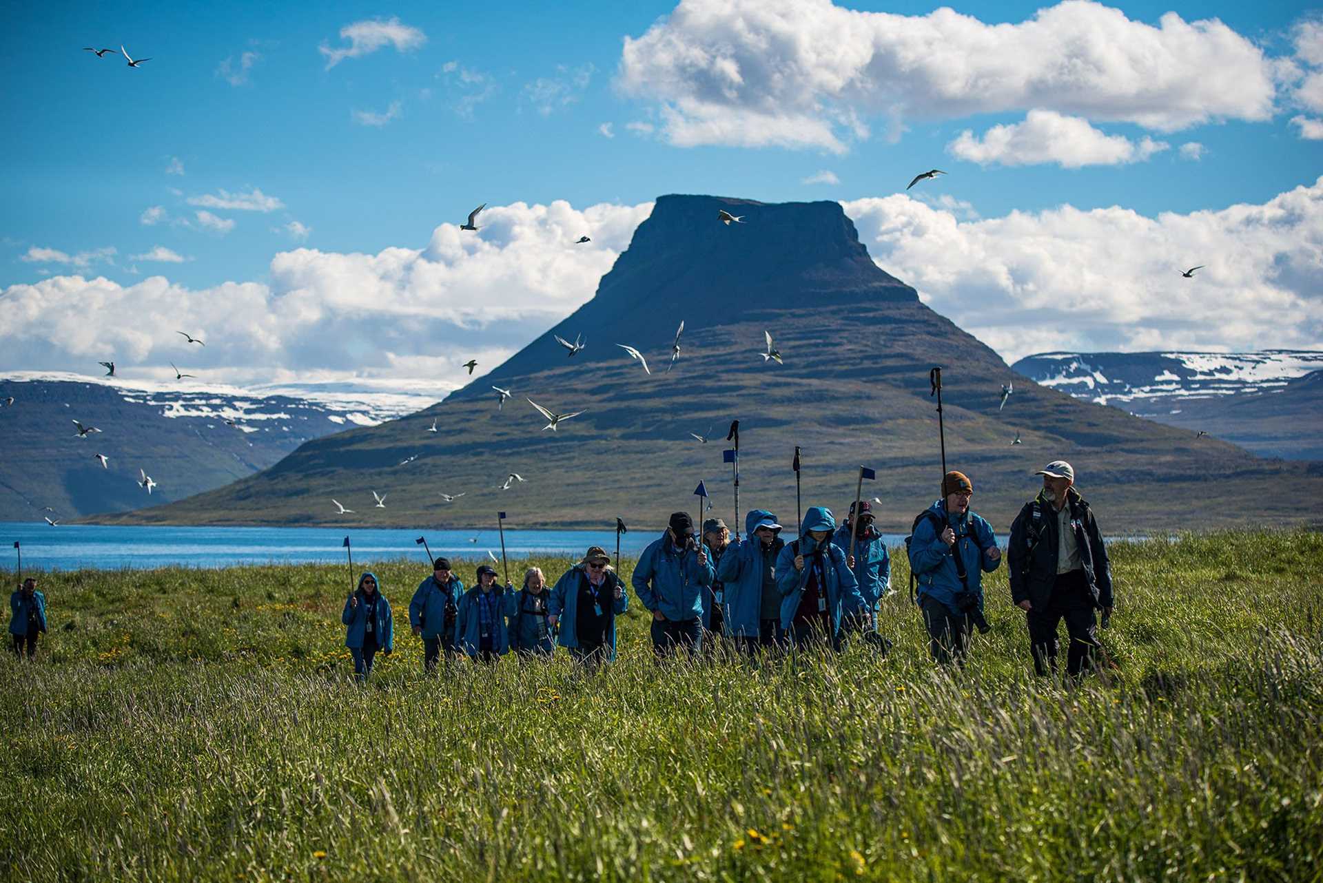 hikers holding flags, with terns approaching