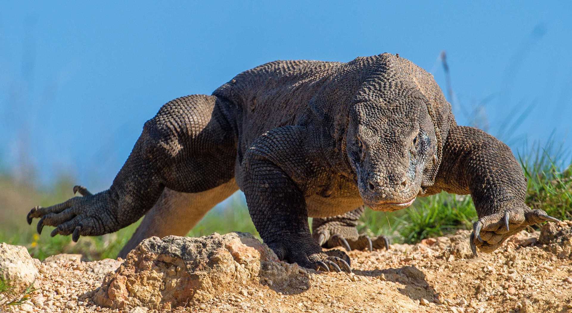 Found only in Indonesia's Komodo National Park, a Komodo dragon navigates rocky terrain