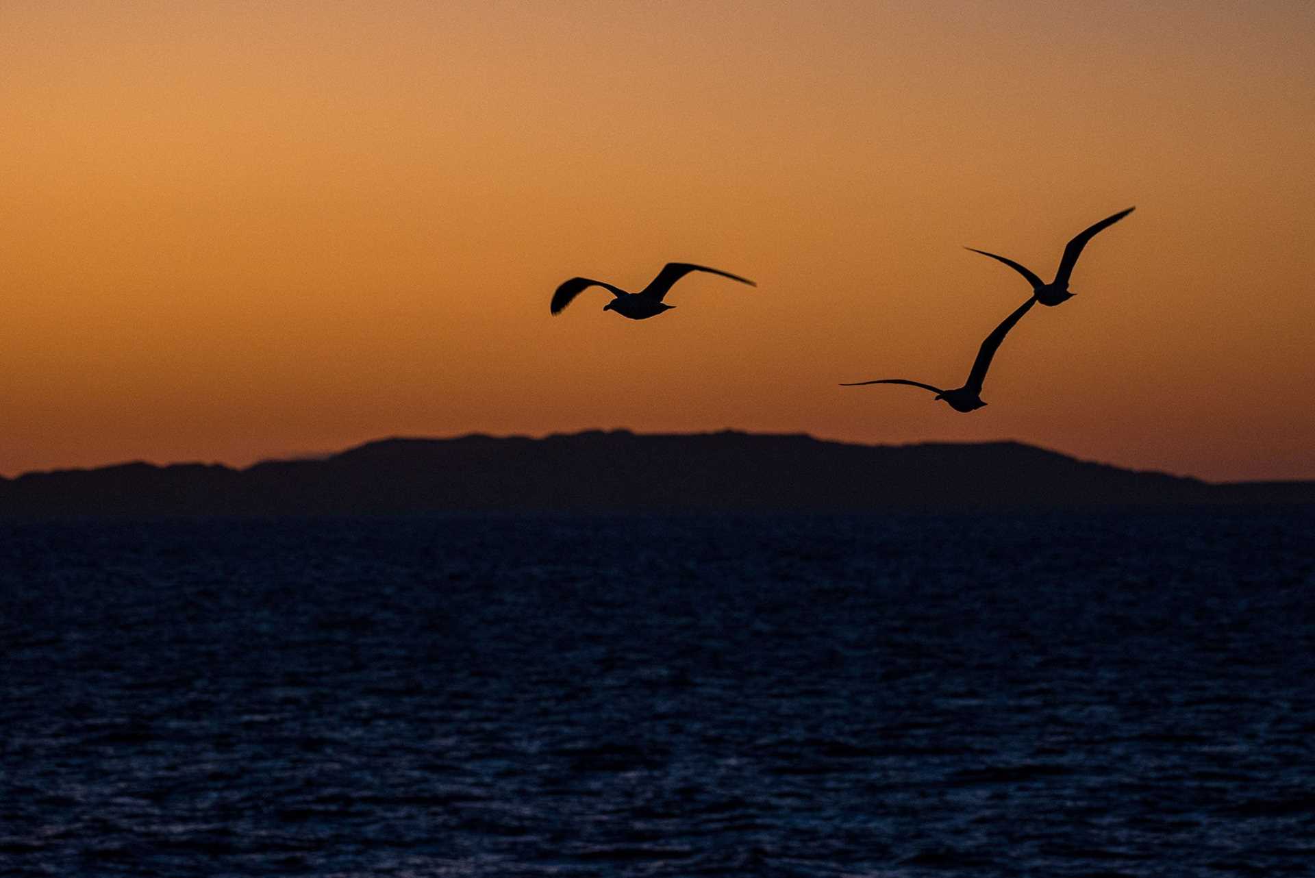 bird silhouettes at sunrise