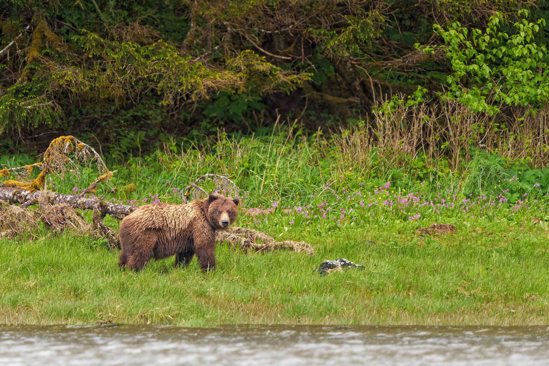 coastal brown bear