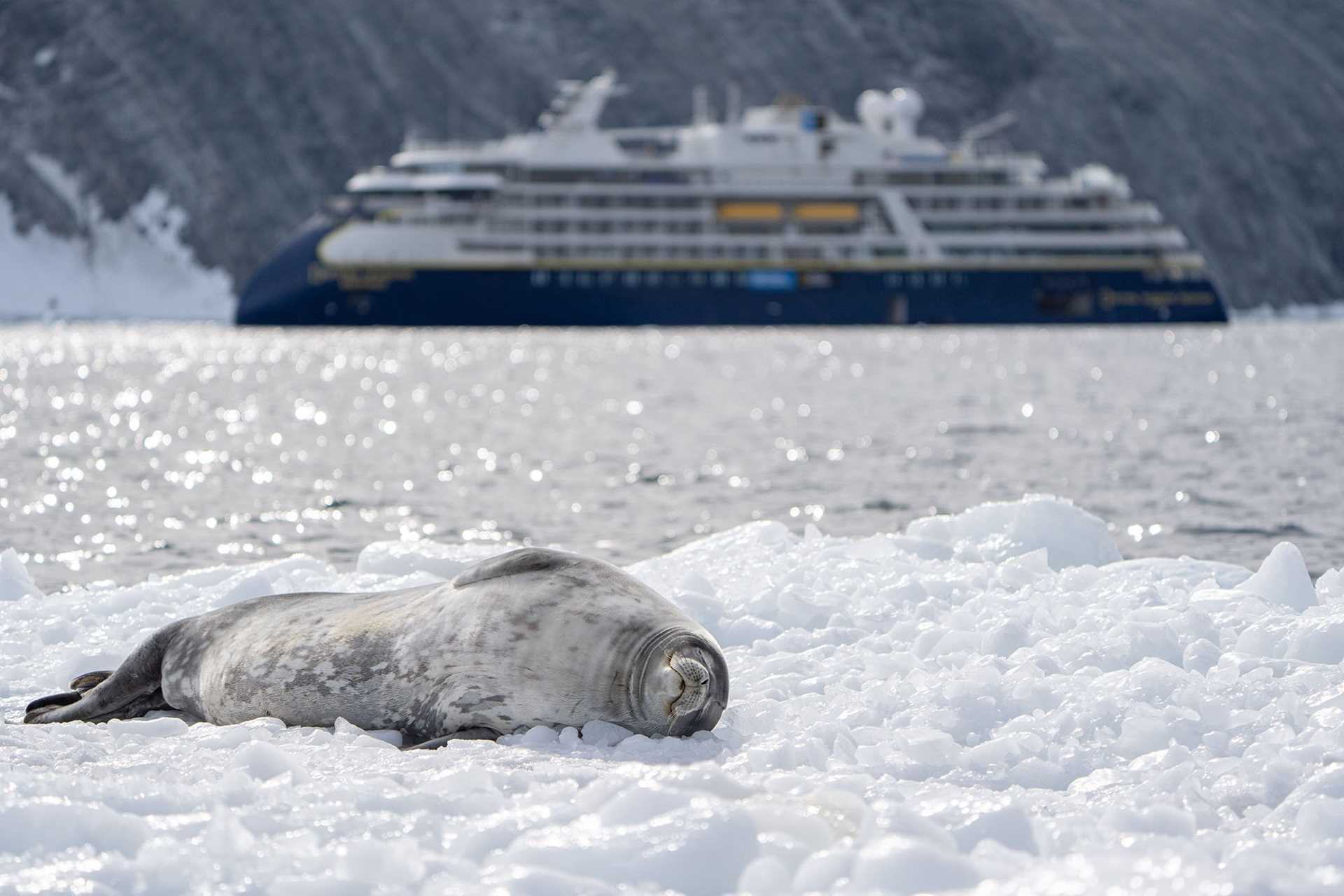 weddell seal on an ice floe