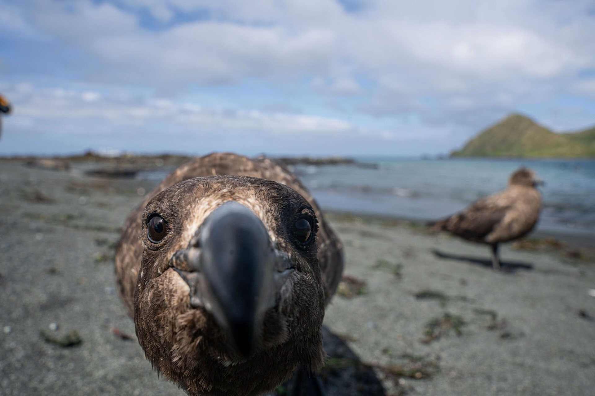 bird staring into camera