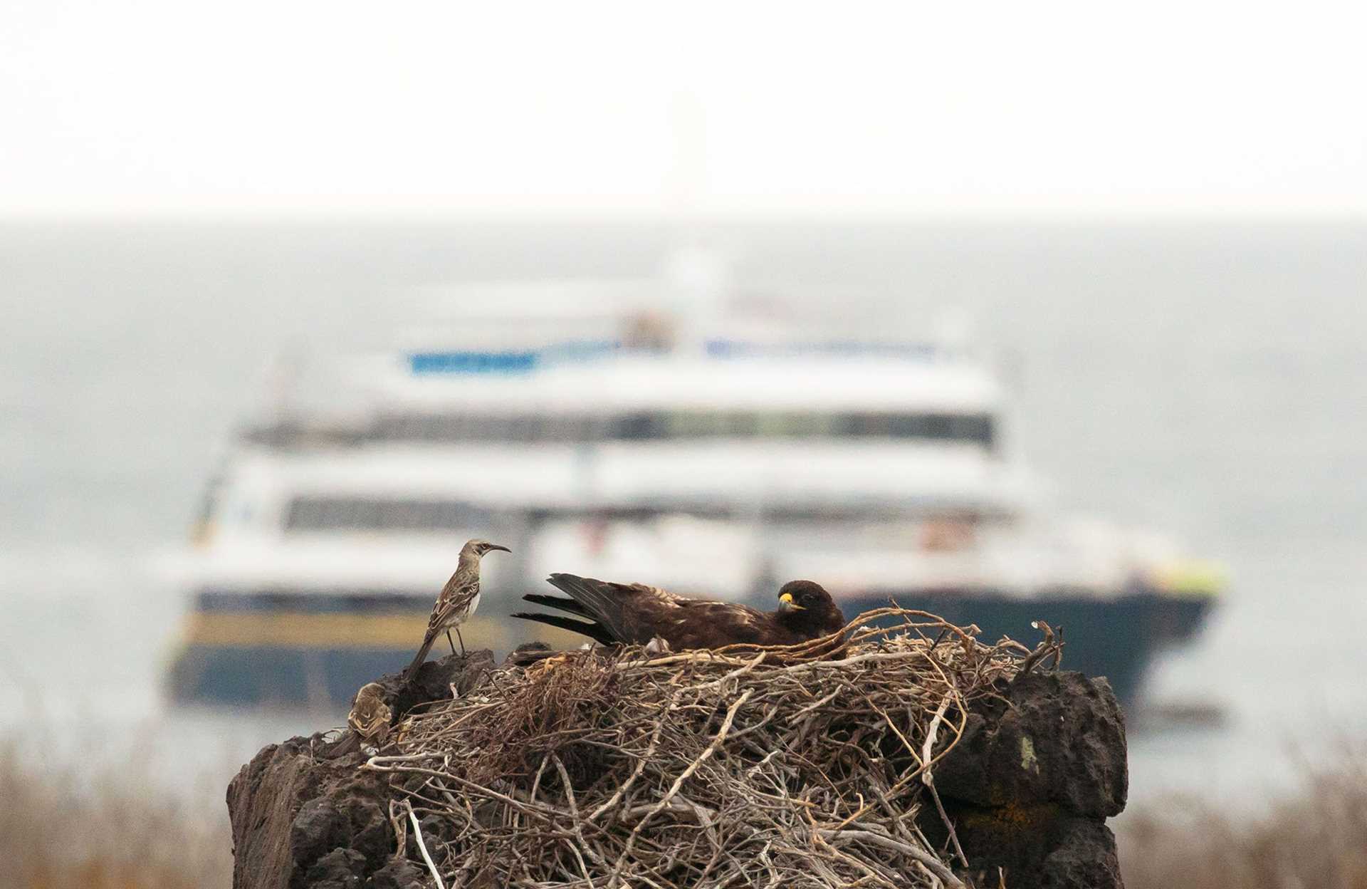 galapagos hawk with ship in background