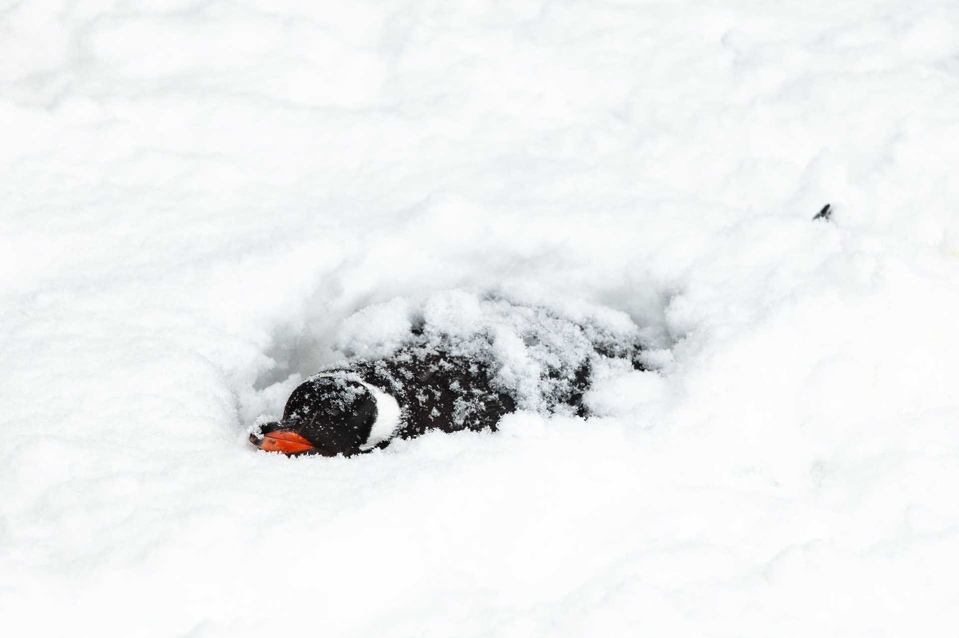 penguin hiding in snow