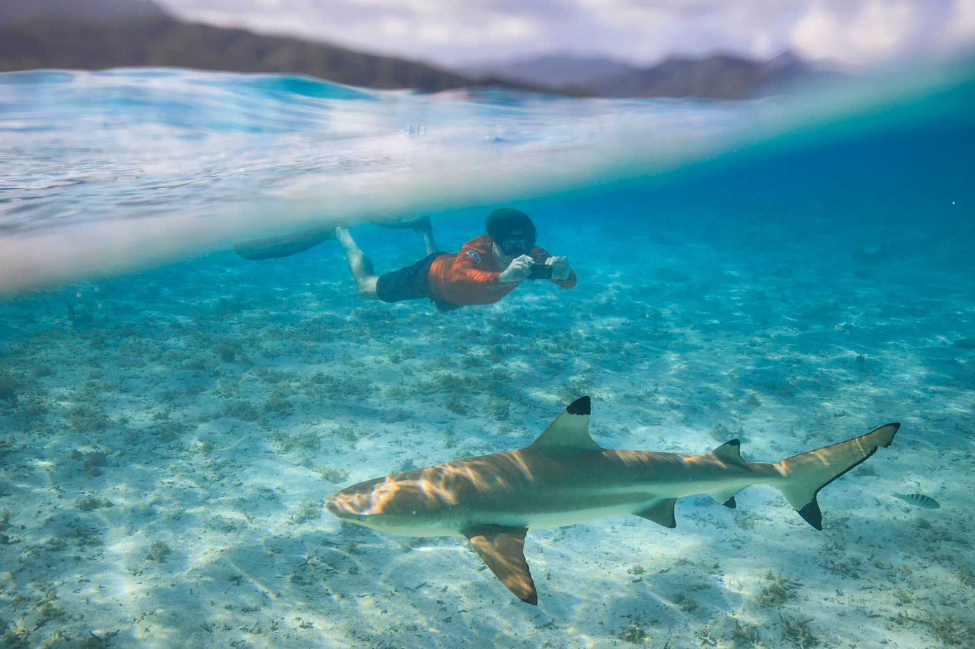 a snorkeler looks at a reef shark