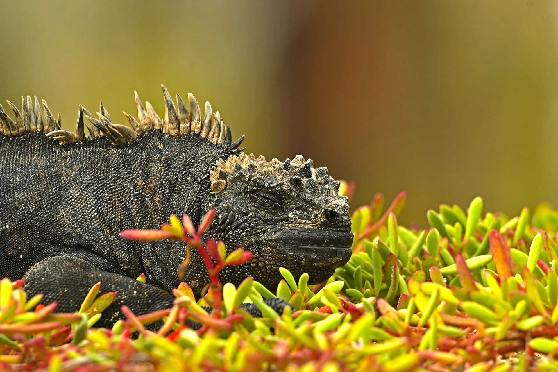 black marine iguana on a bed of red and green vegetation