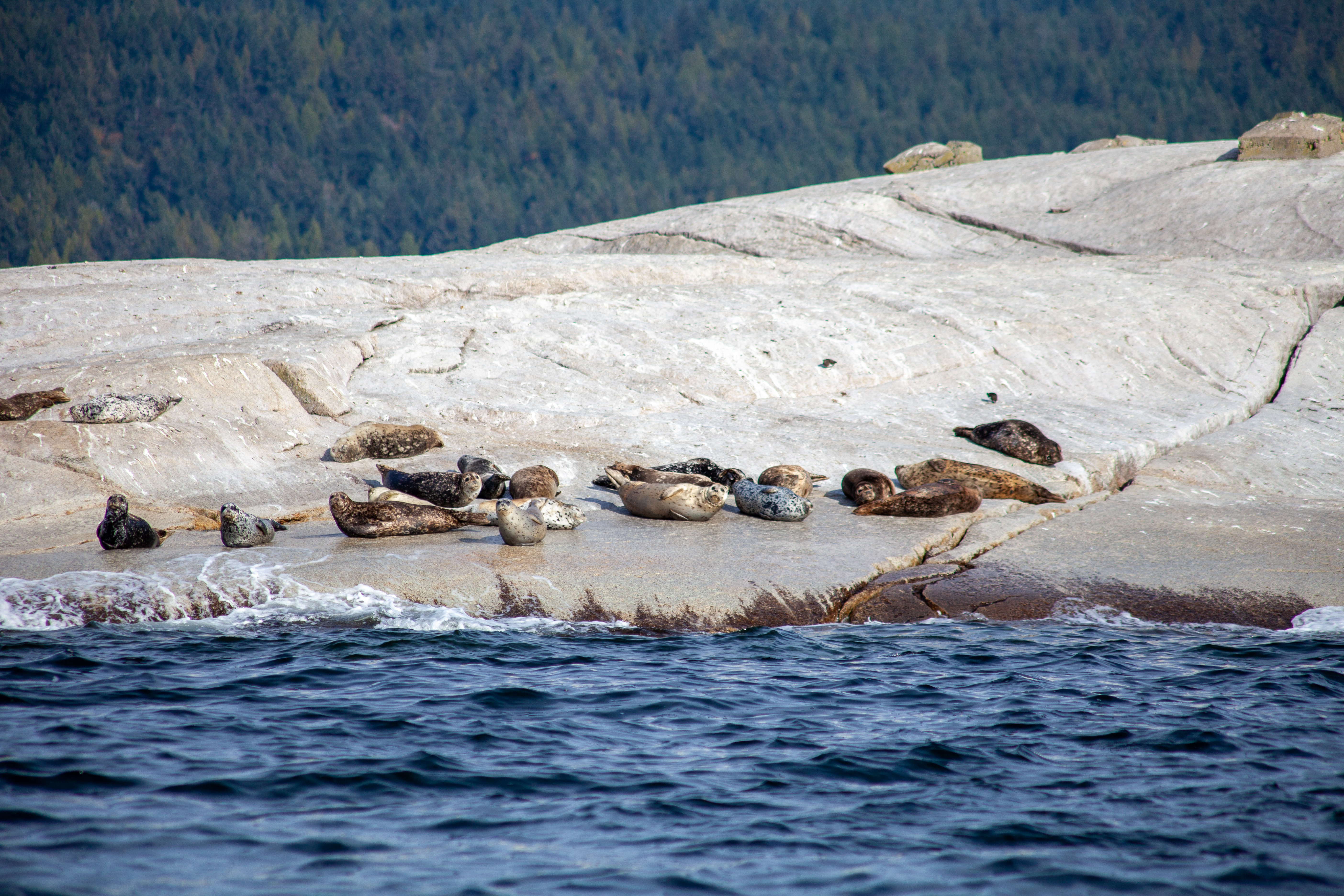 A group of British-Columbia Harbour Seals sun themselves on a haul out rock