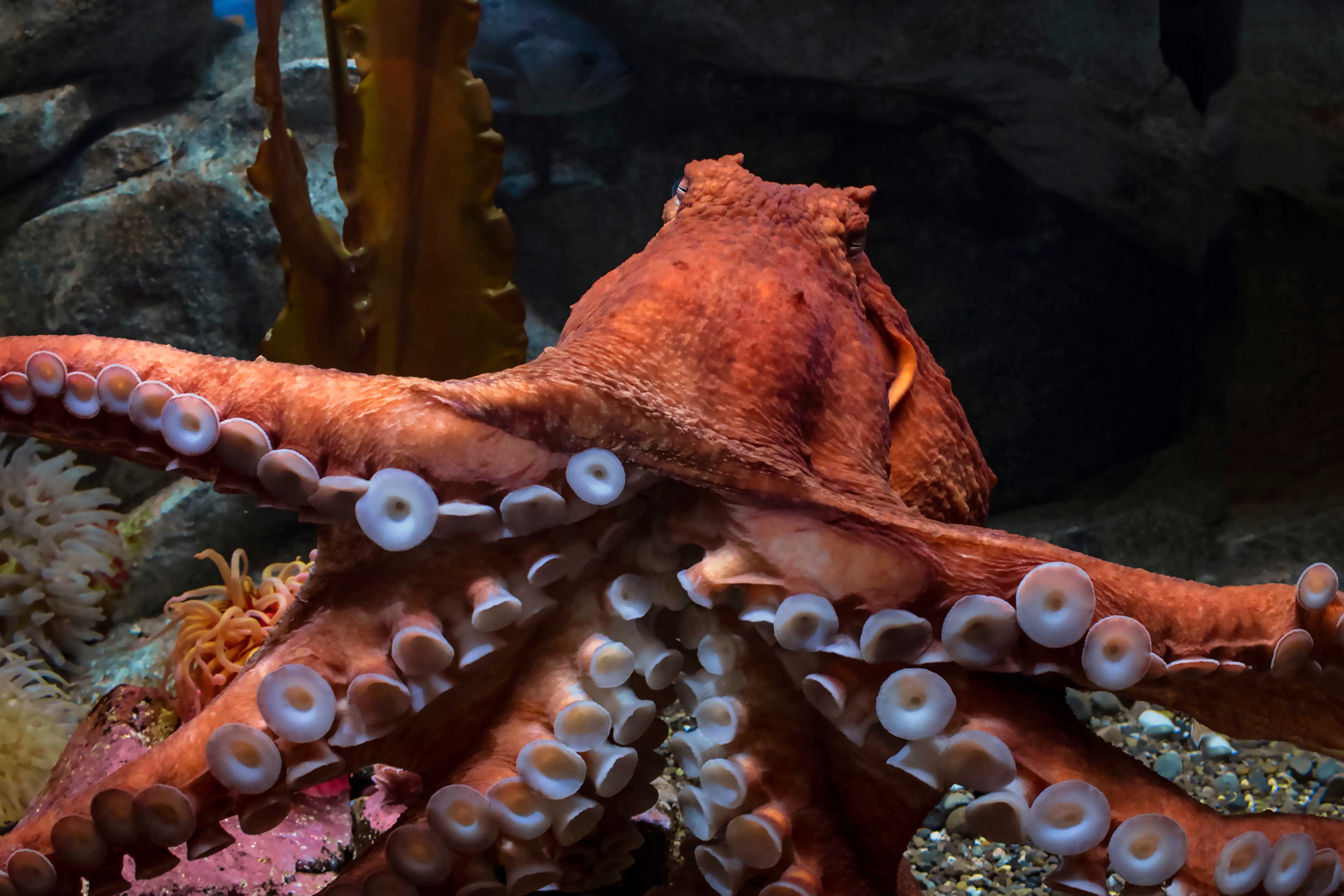 Giant Octopus Tentacles.jpg