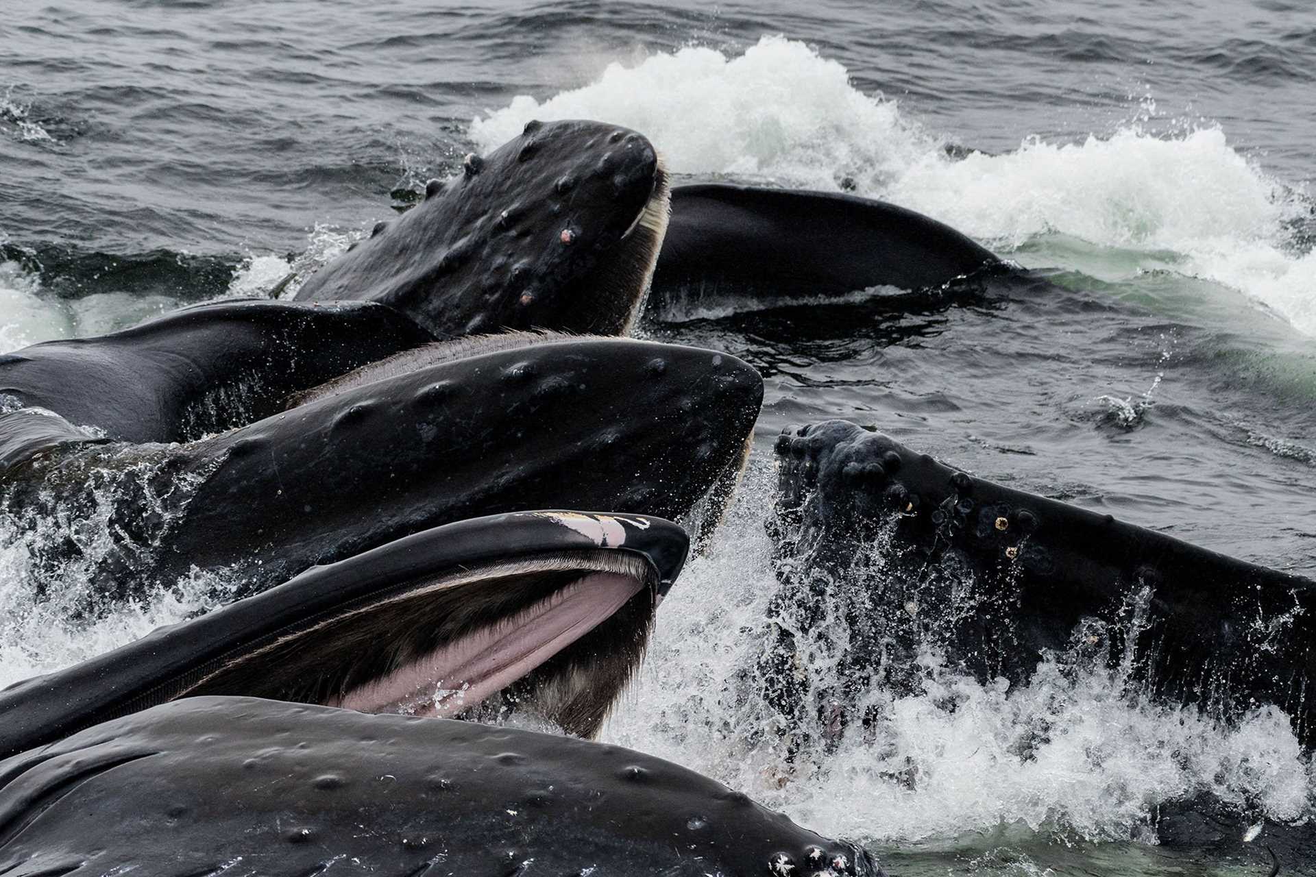 whales bubblenet feeding