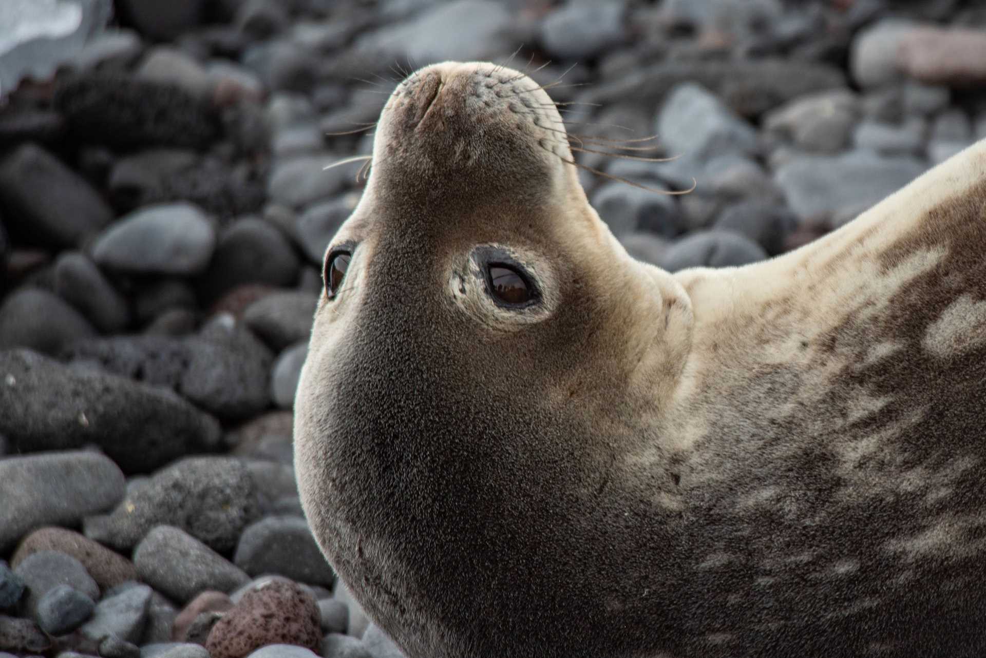 weddell seal