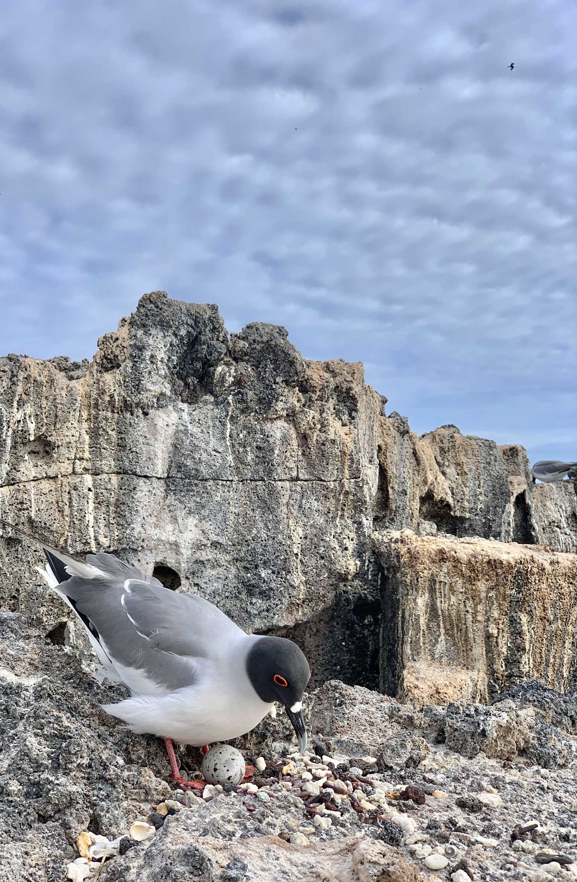 swallow-tailed gull