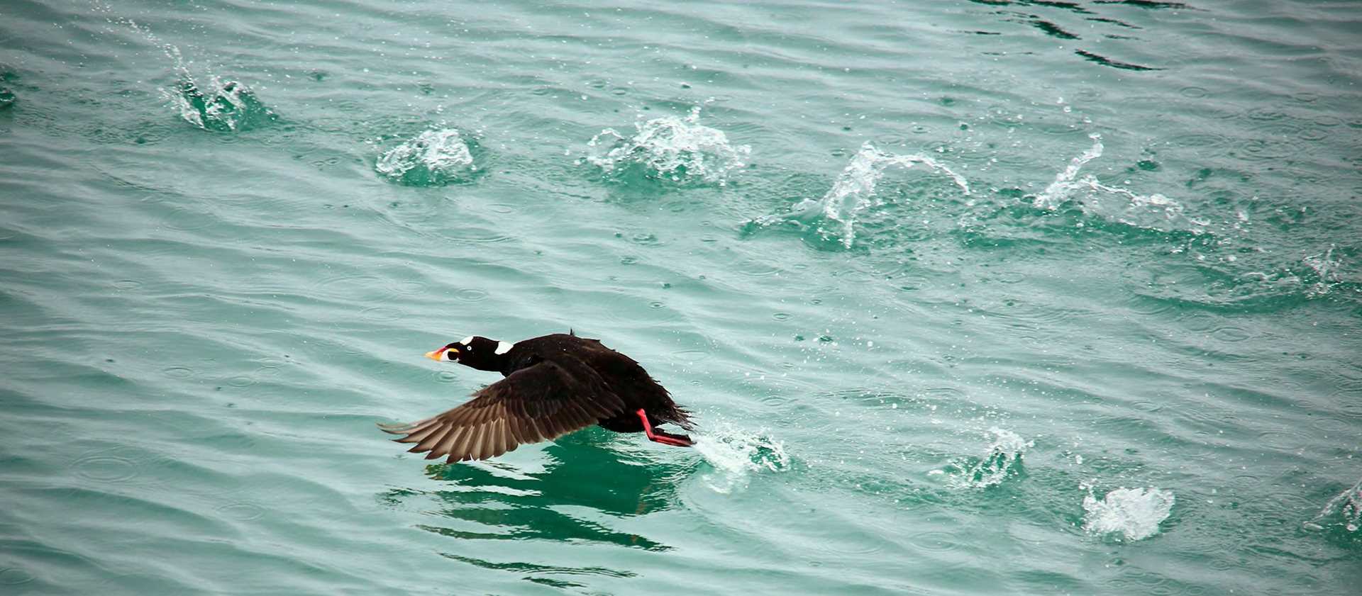 black bird flying near water
