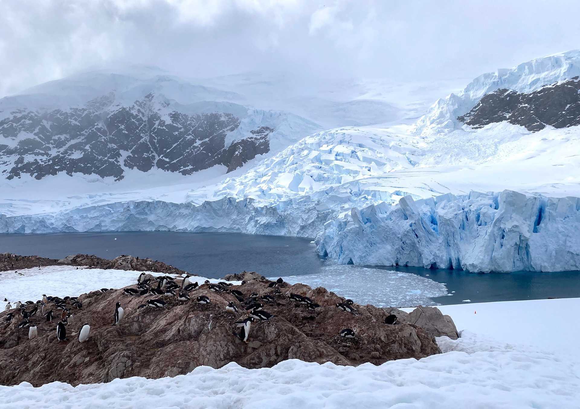 a rock full of penguins in the foreground in front of water 