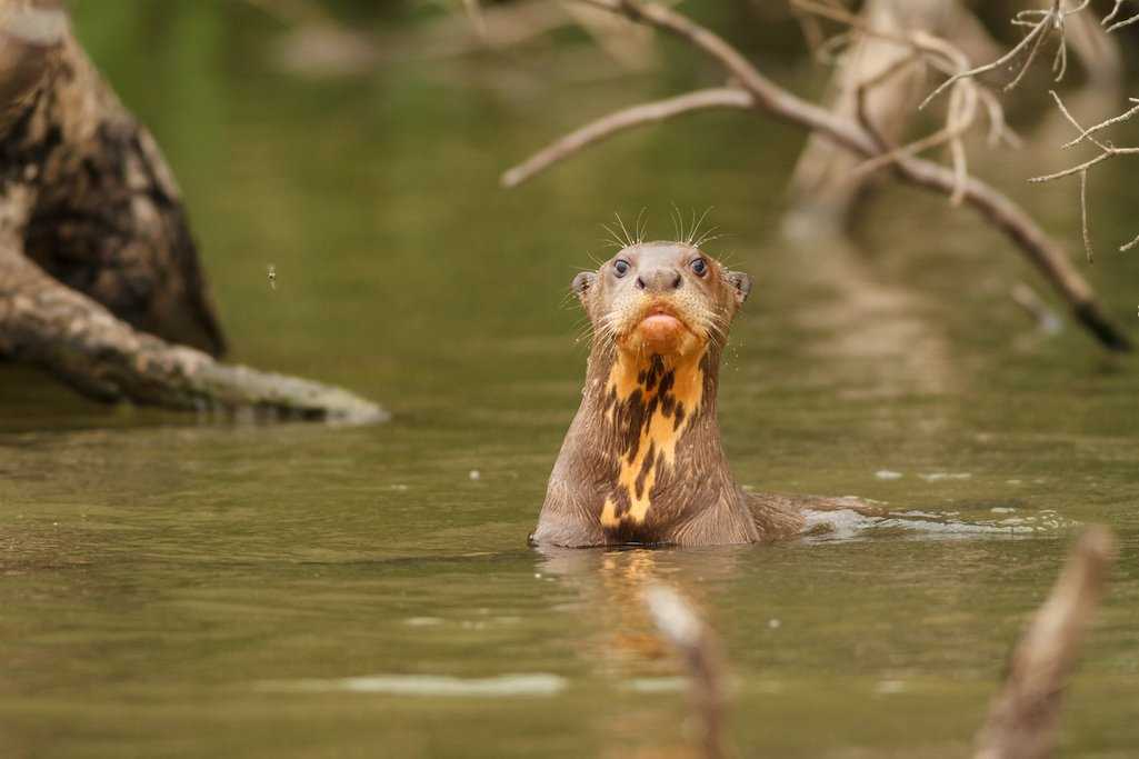 Giant river otter in the Amazon.jpg