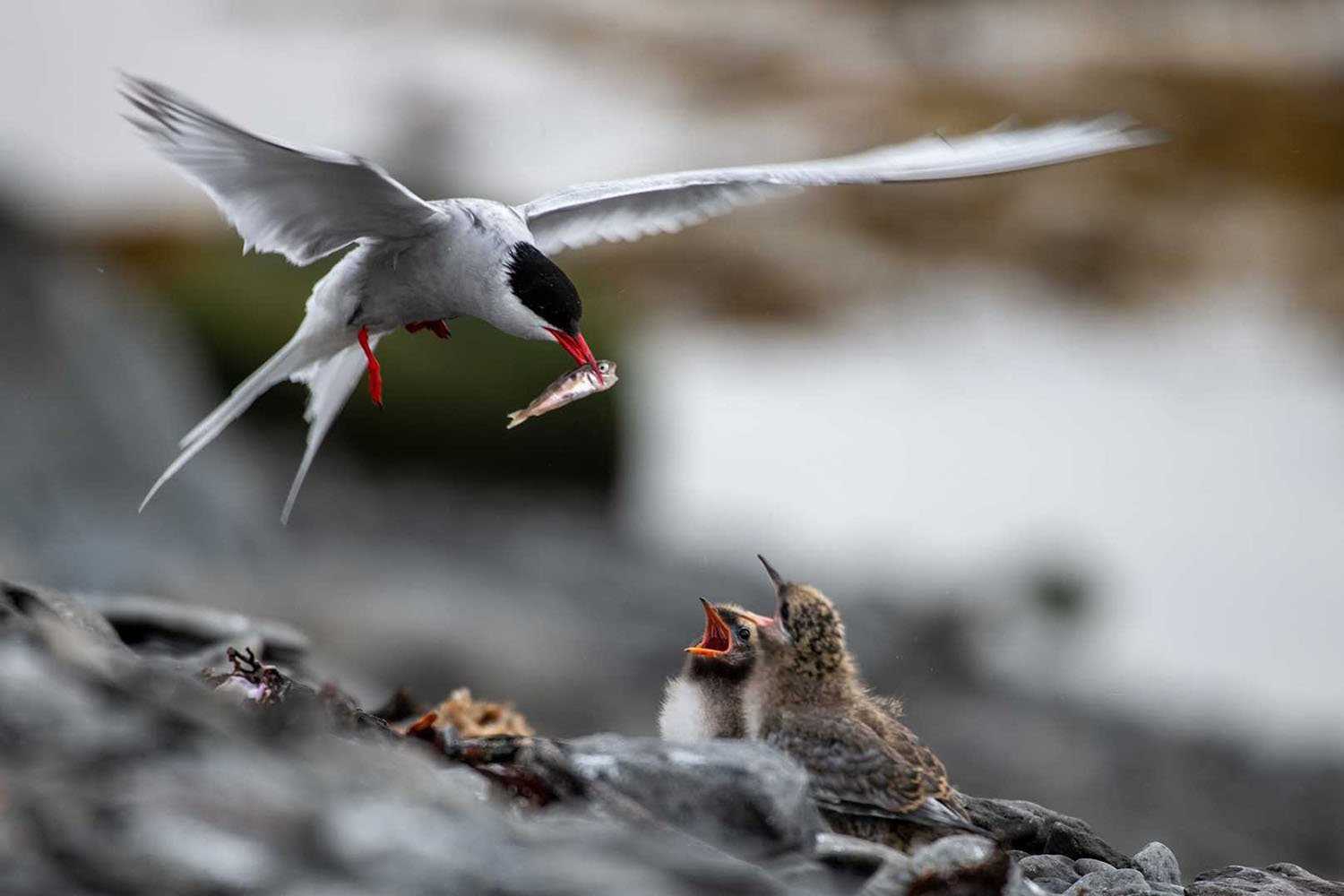 tern and chicks