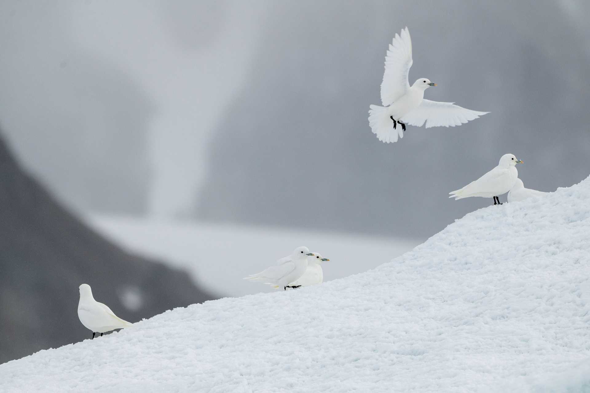 ivory gulls