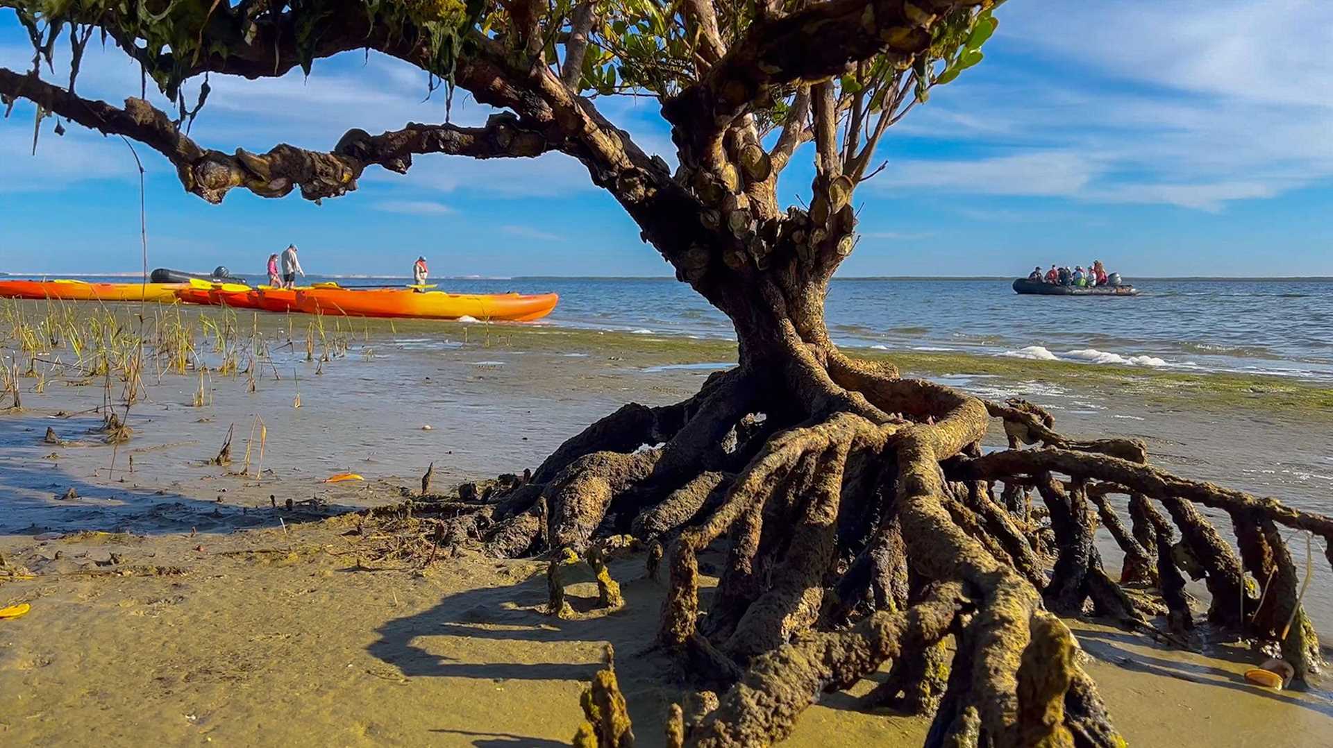 mangrove tree