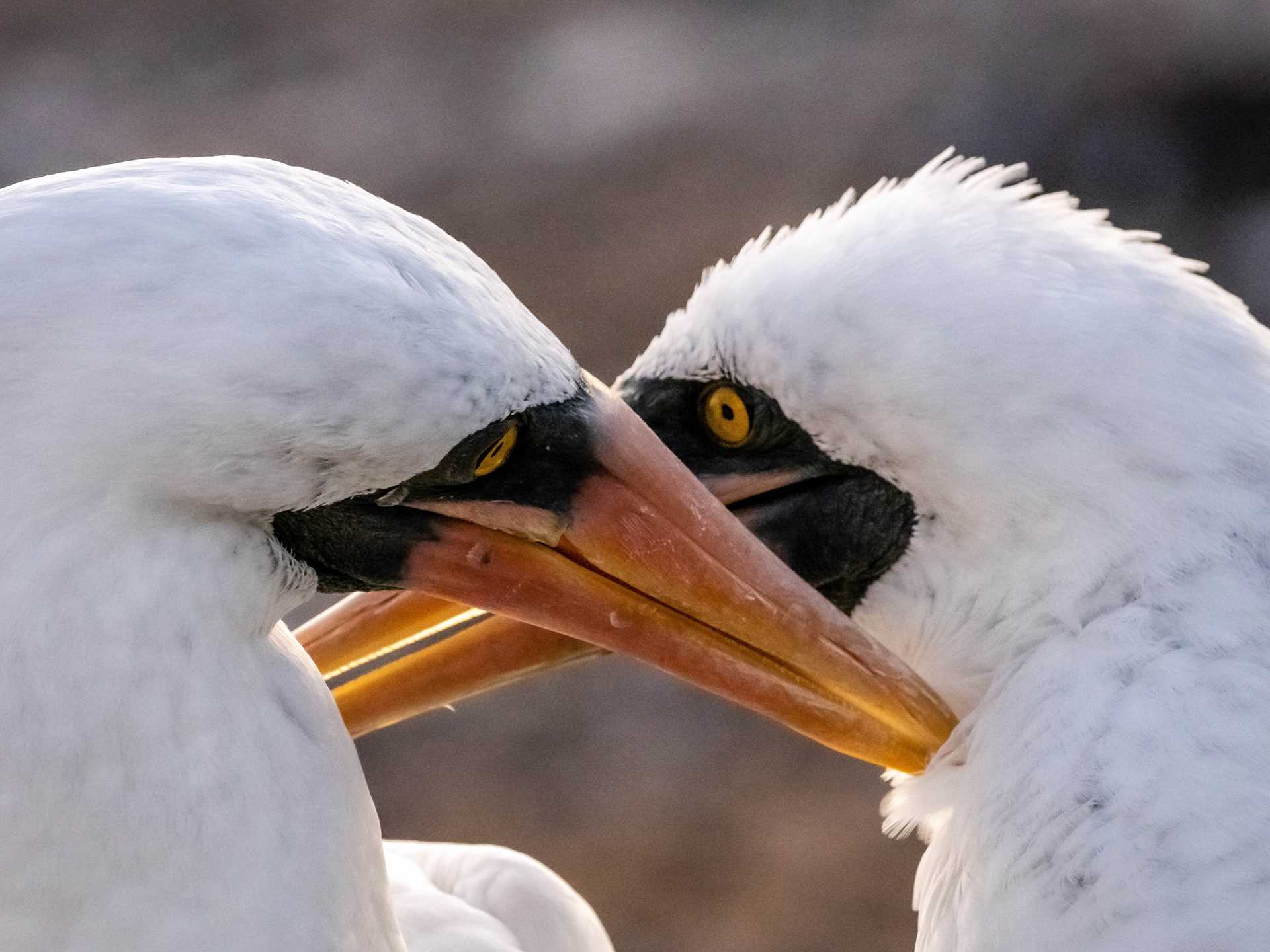 Nazca boobies display a courtship ritual on Genovesa Island.